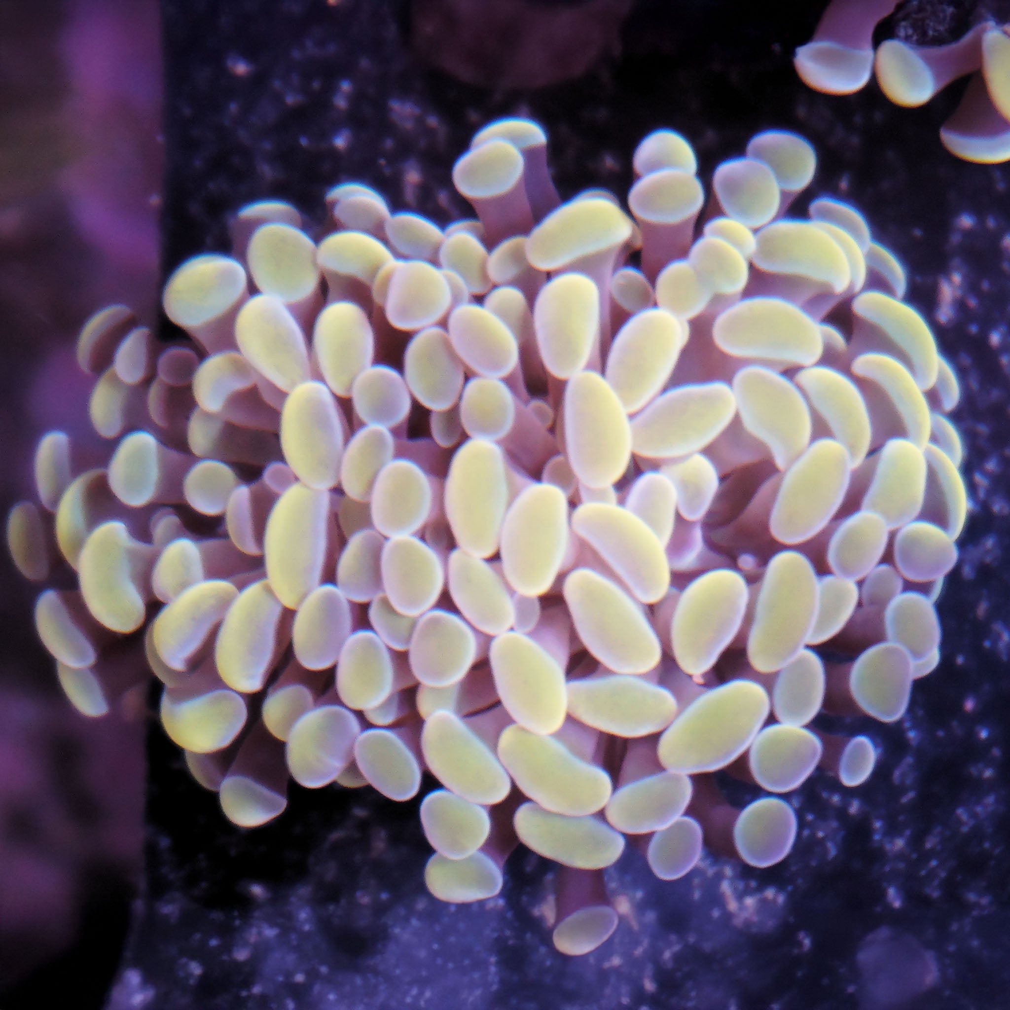 Euphyllia Paraancora gold - Nachzuchtkoralle