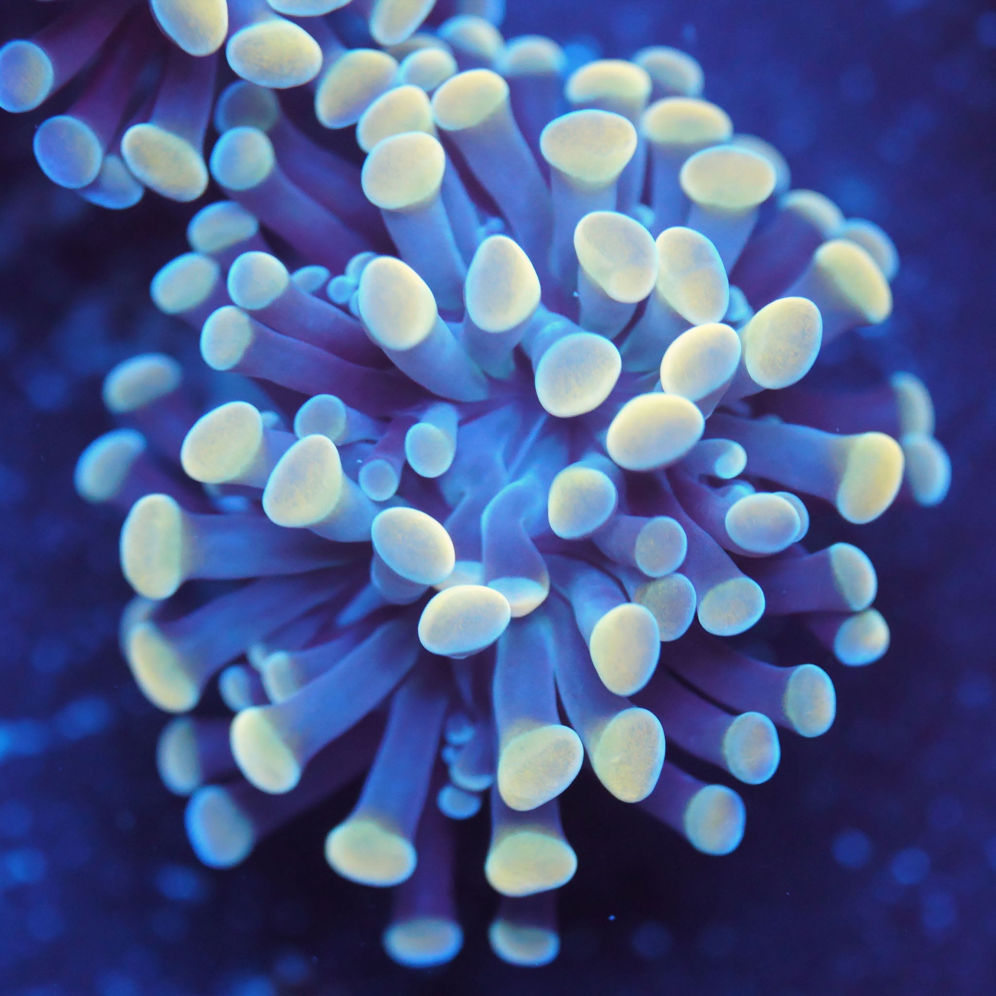Euphyllia Paraancora gold - Nachzuchtkoralle