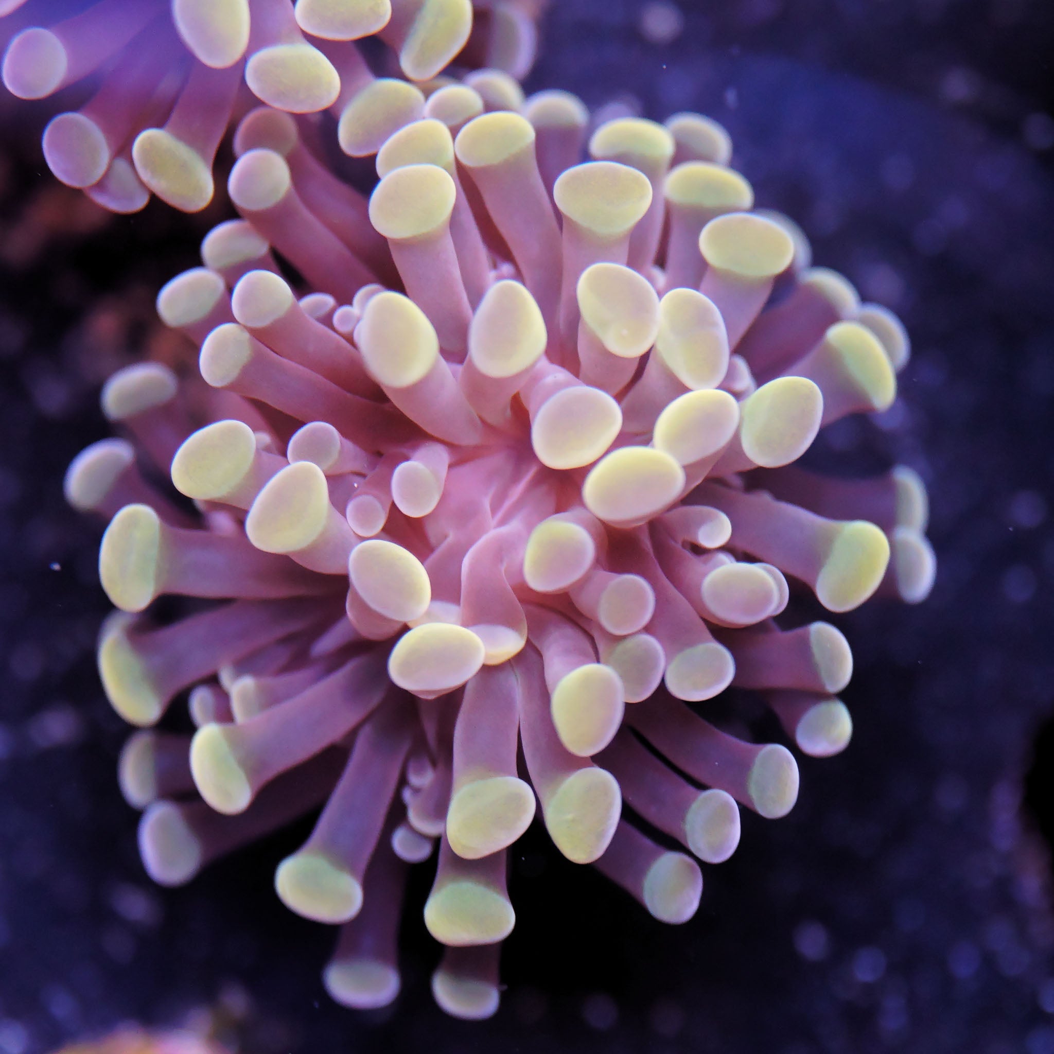 Euphyllia Paraancora gold - Nachzuchtkoralle
