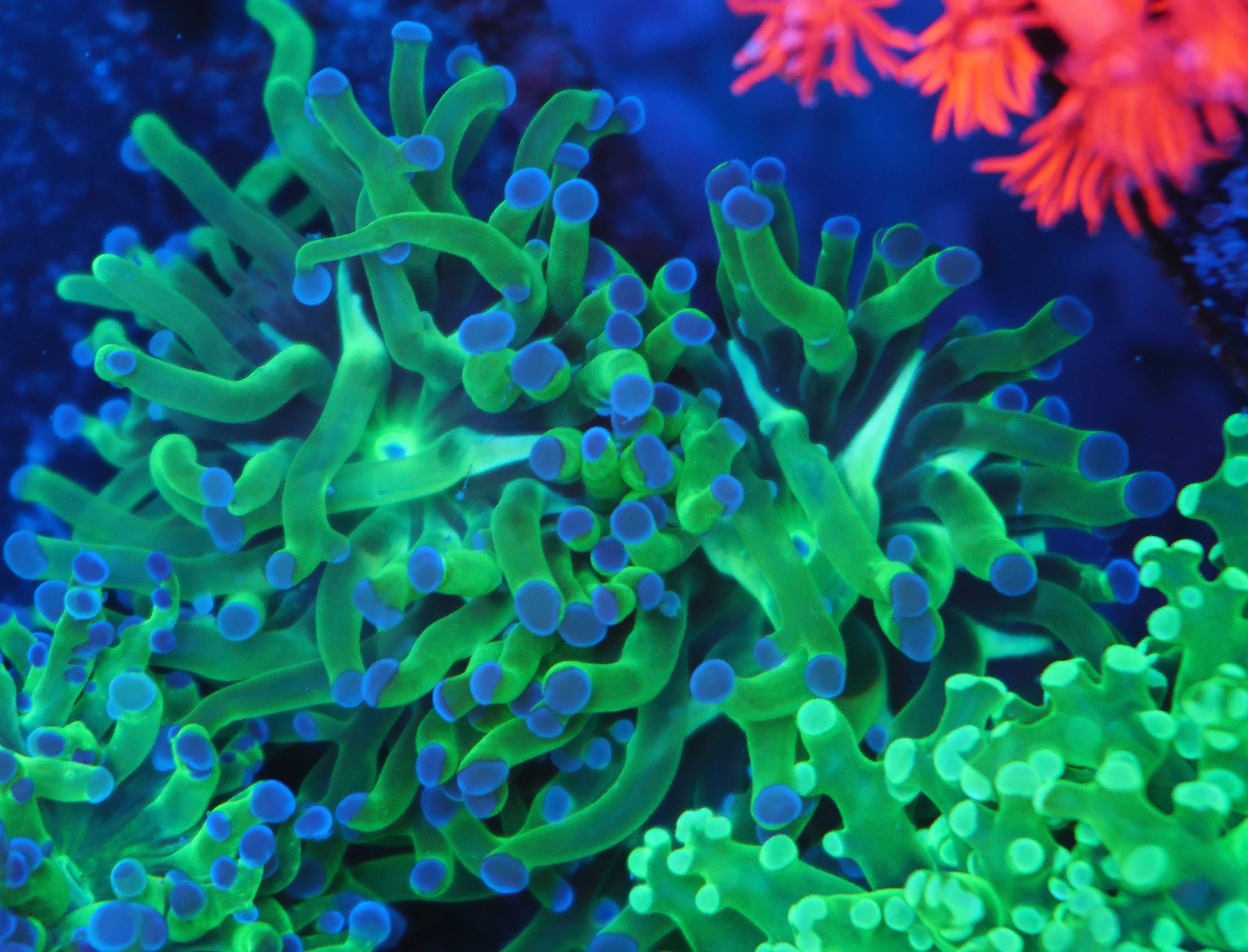 Euphyllia paradivisa bicolor - Nachzuchtkoralle