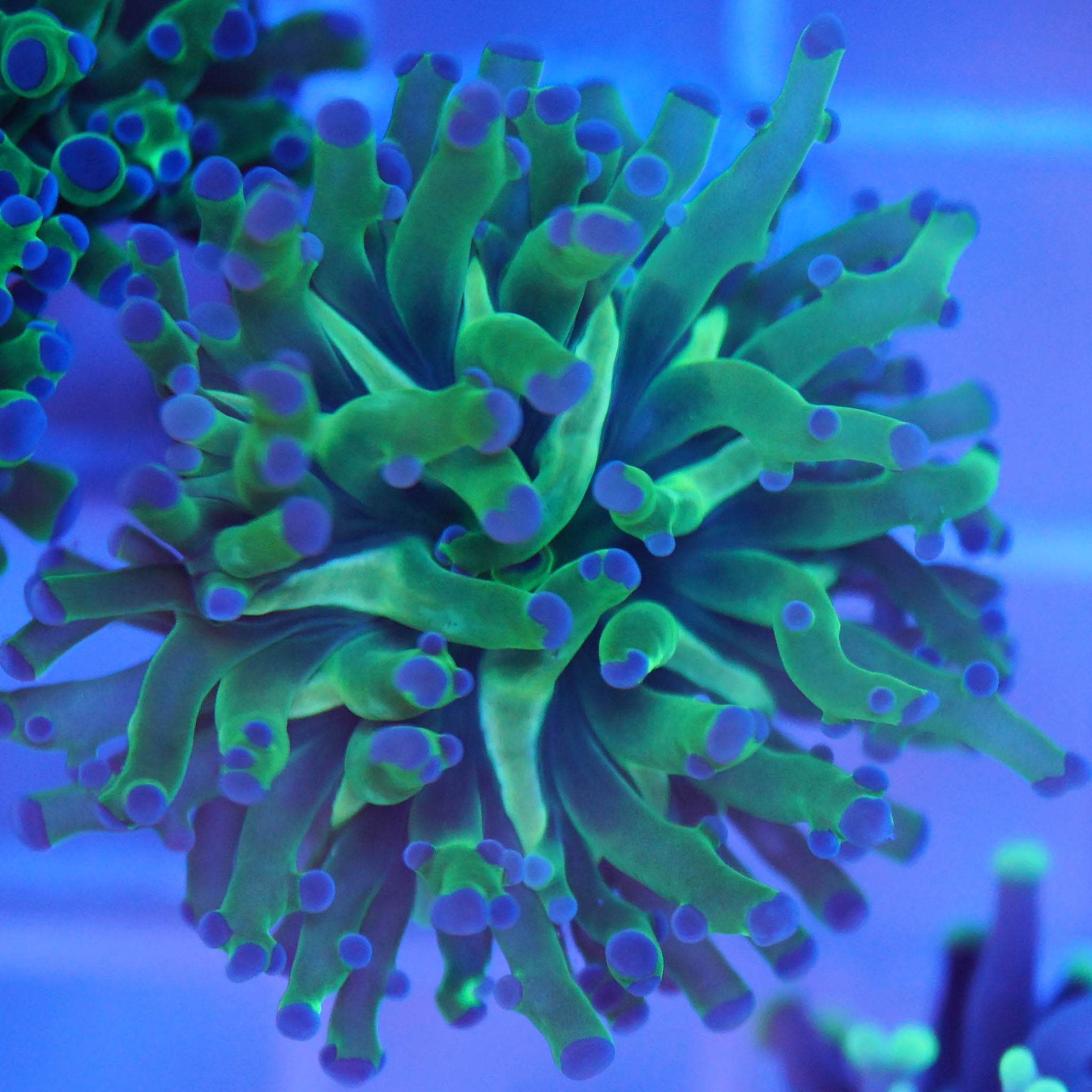 Euphyllia paradivisa bicolor - Nachzuchtkoralle