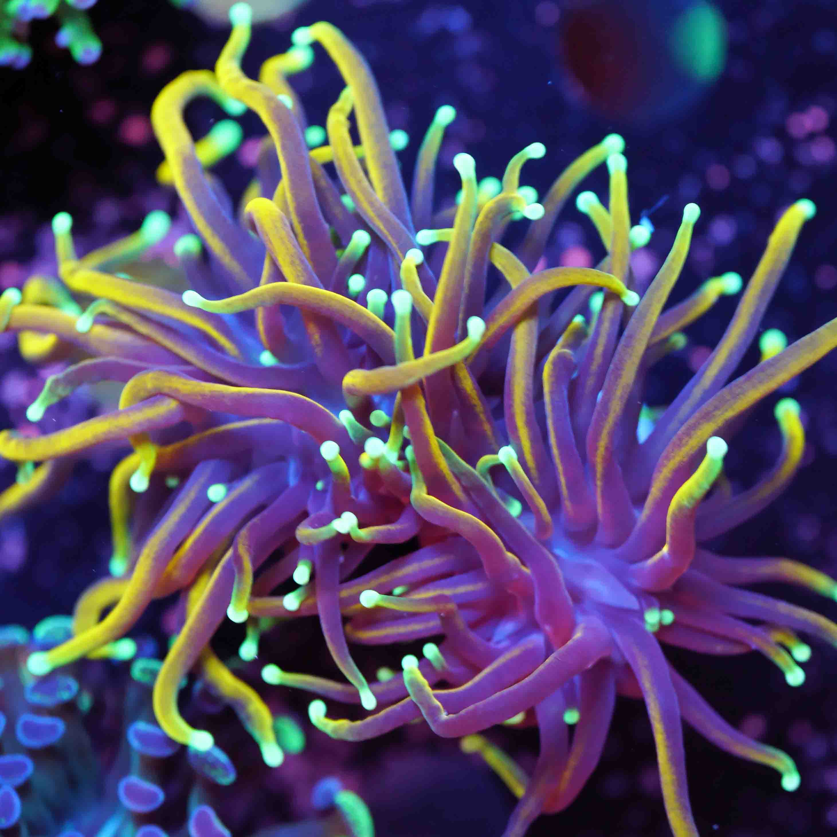 Korallenableger einer Euphyllia Dragon Soul unter Blaulicht aus Nachzucht