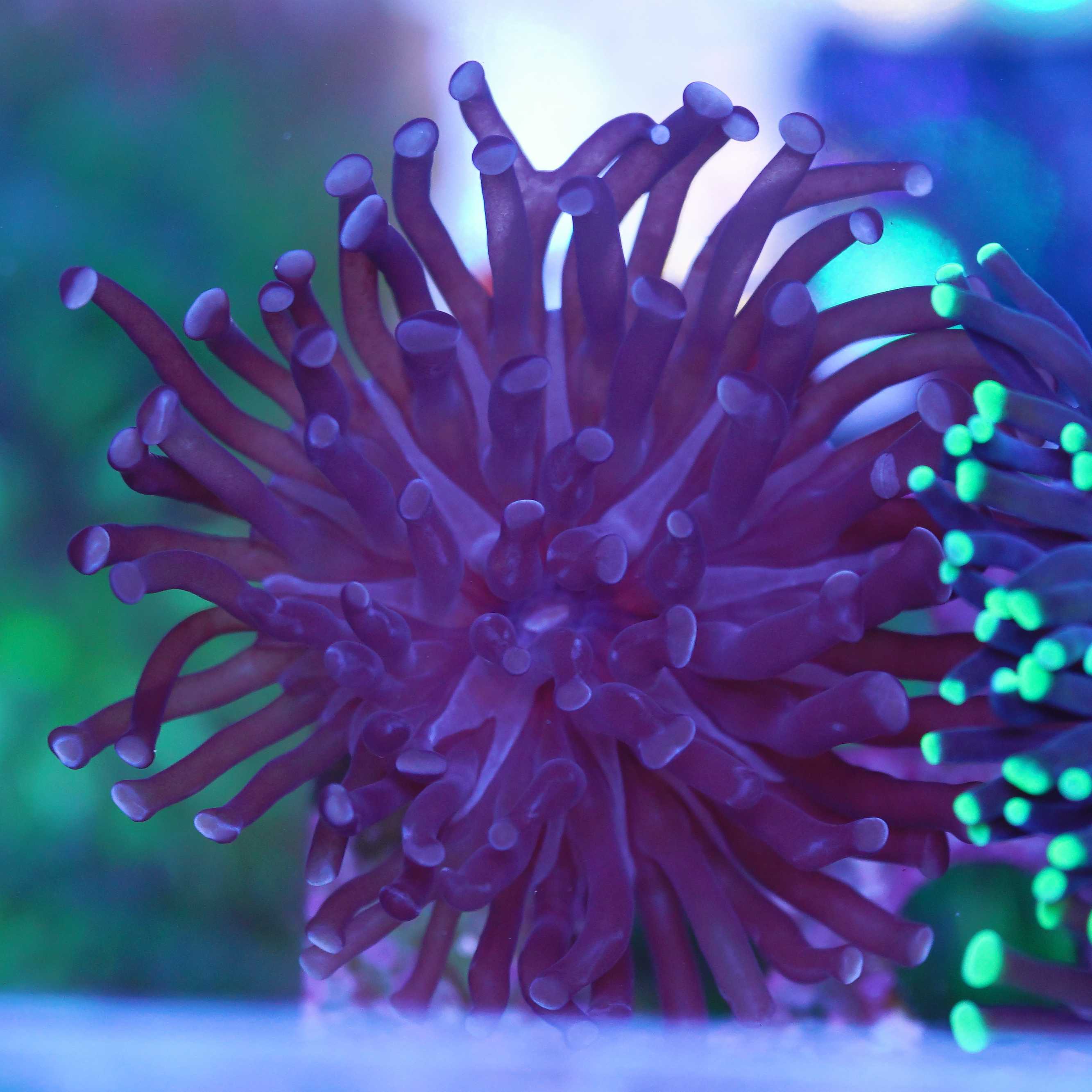 Violette Euphyllia paraancora unter Tageslicht.