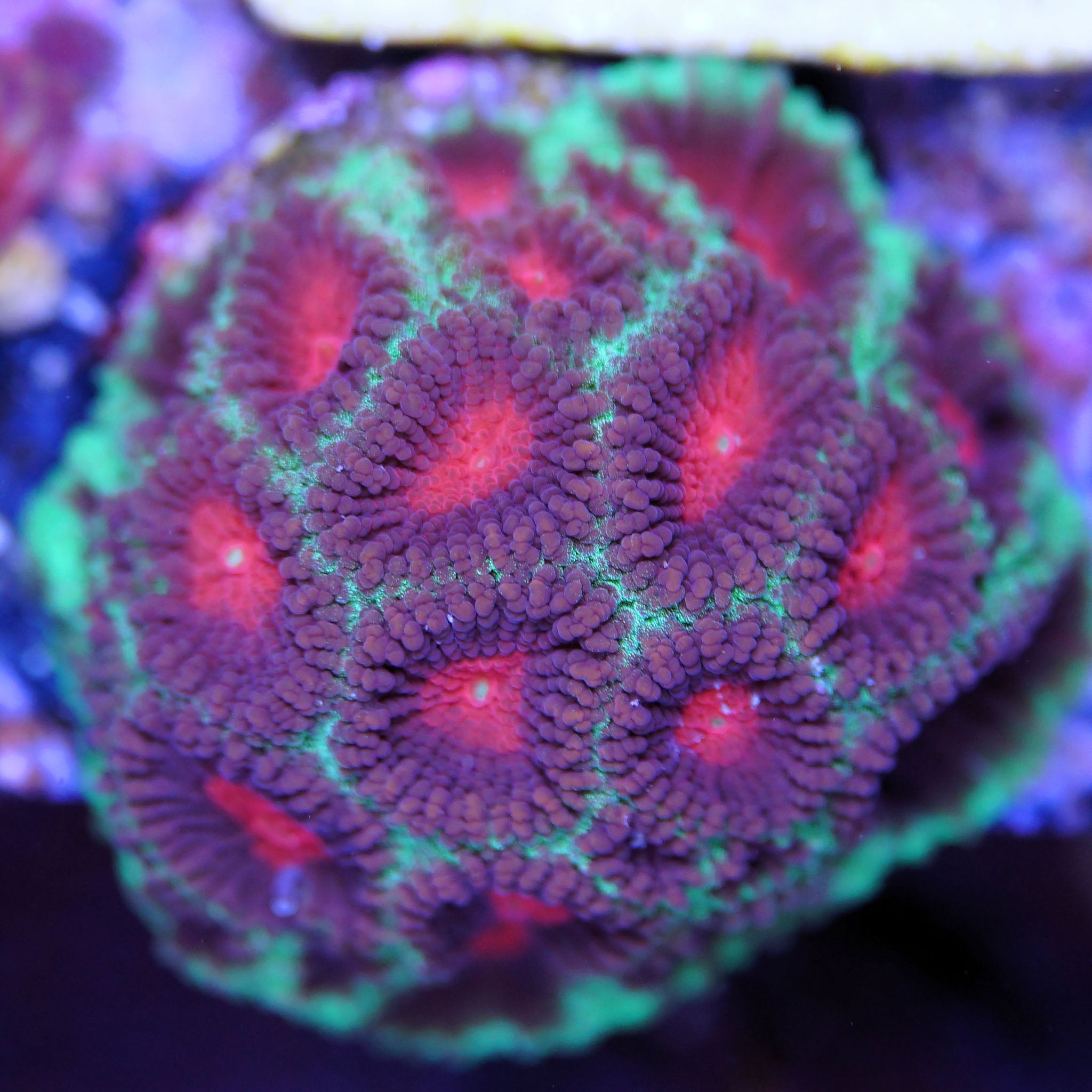 Favia Christmas - Nachzuchtkoralle