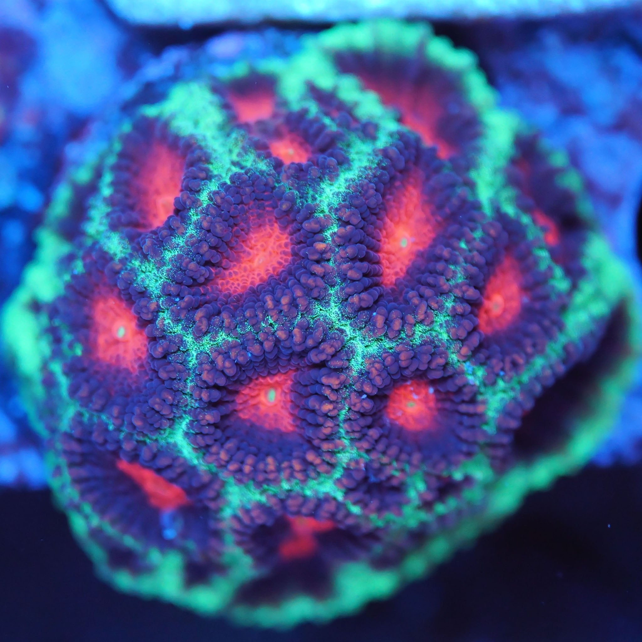 Favia Christmas - Nachzuchtkoralle