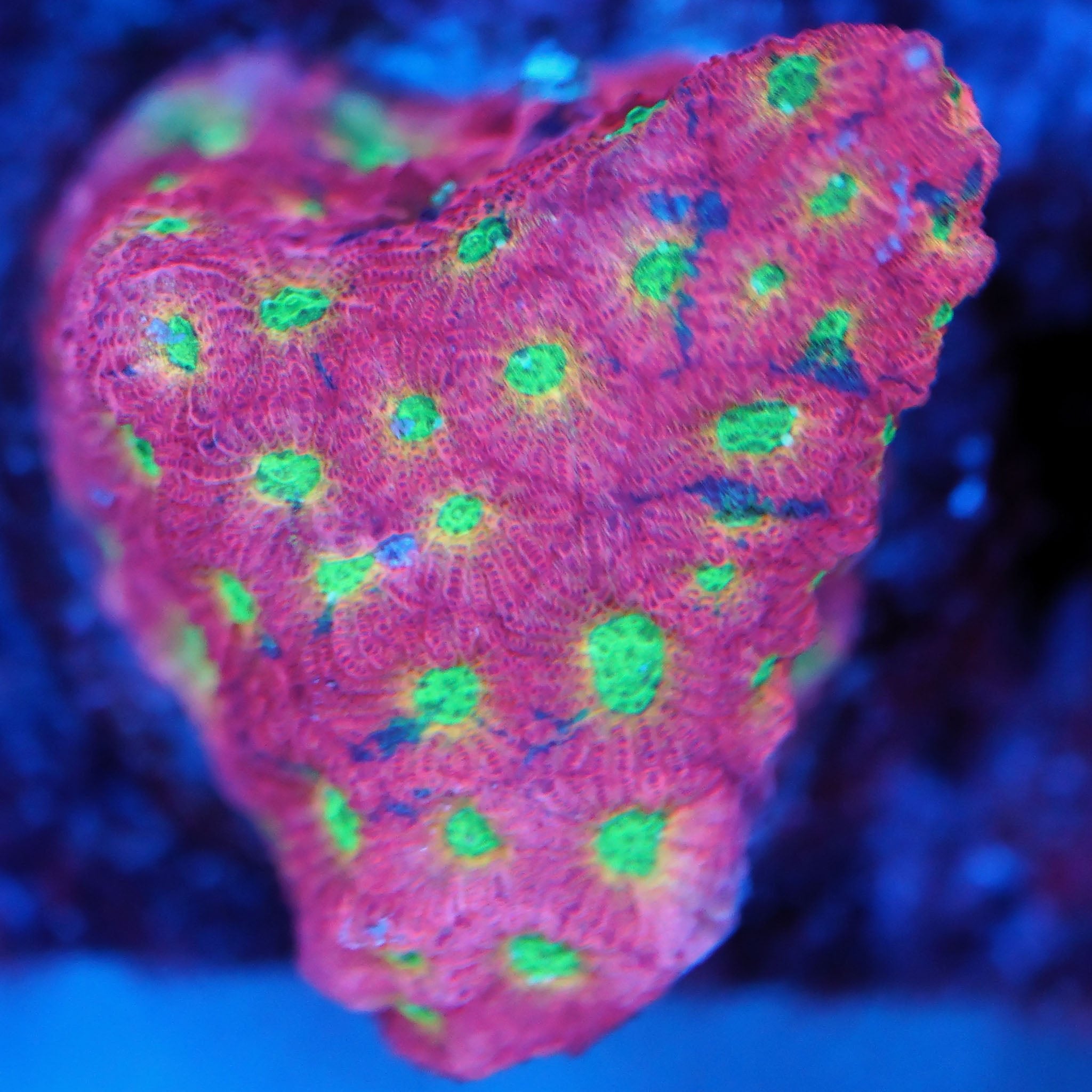 Favia day glow - Nachzuchtkoralle