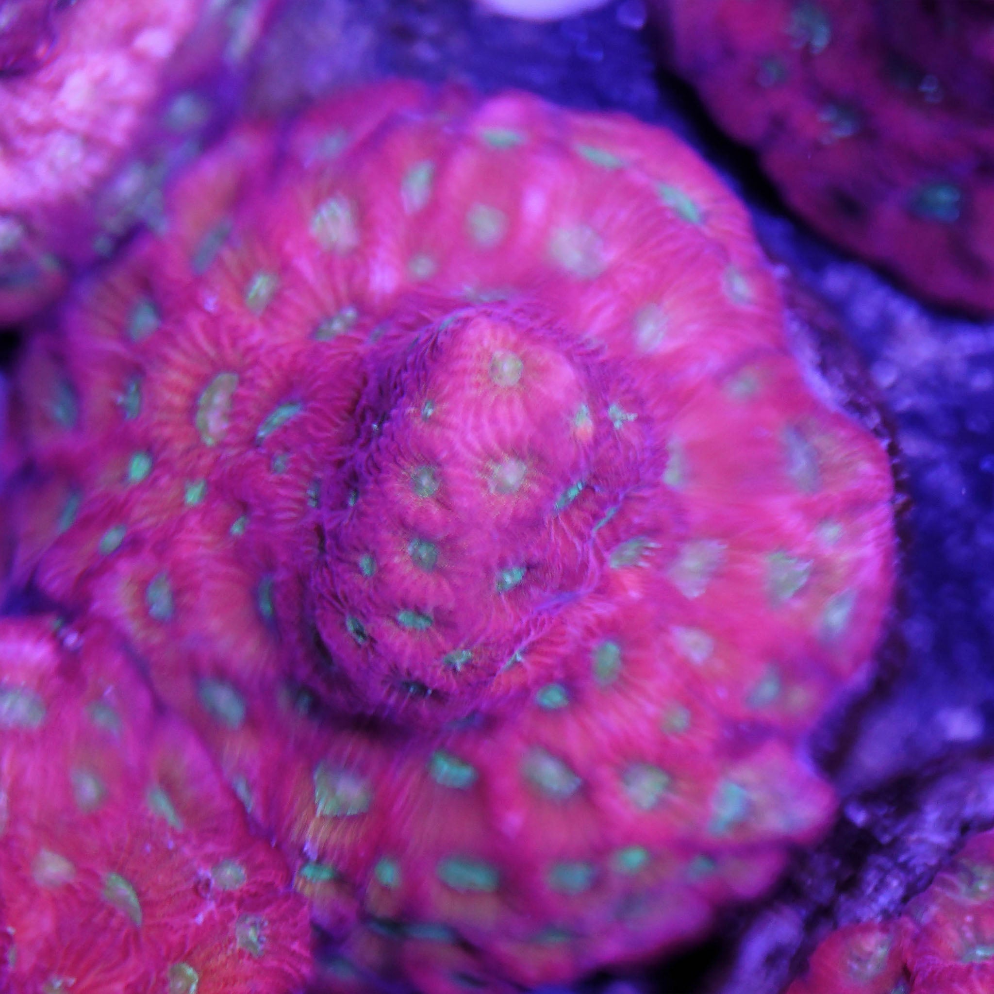 Favia day glow XL - Nachzuchtkoralle