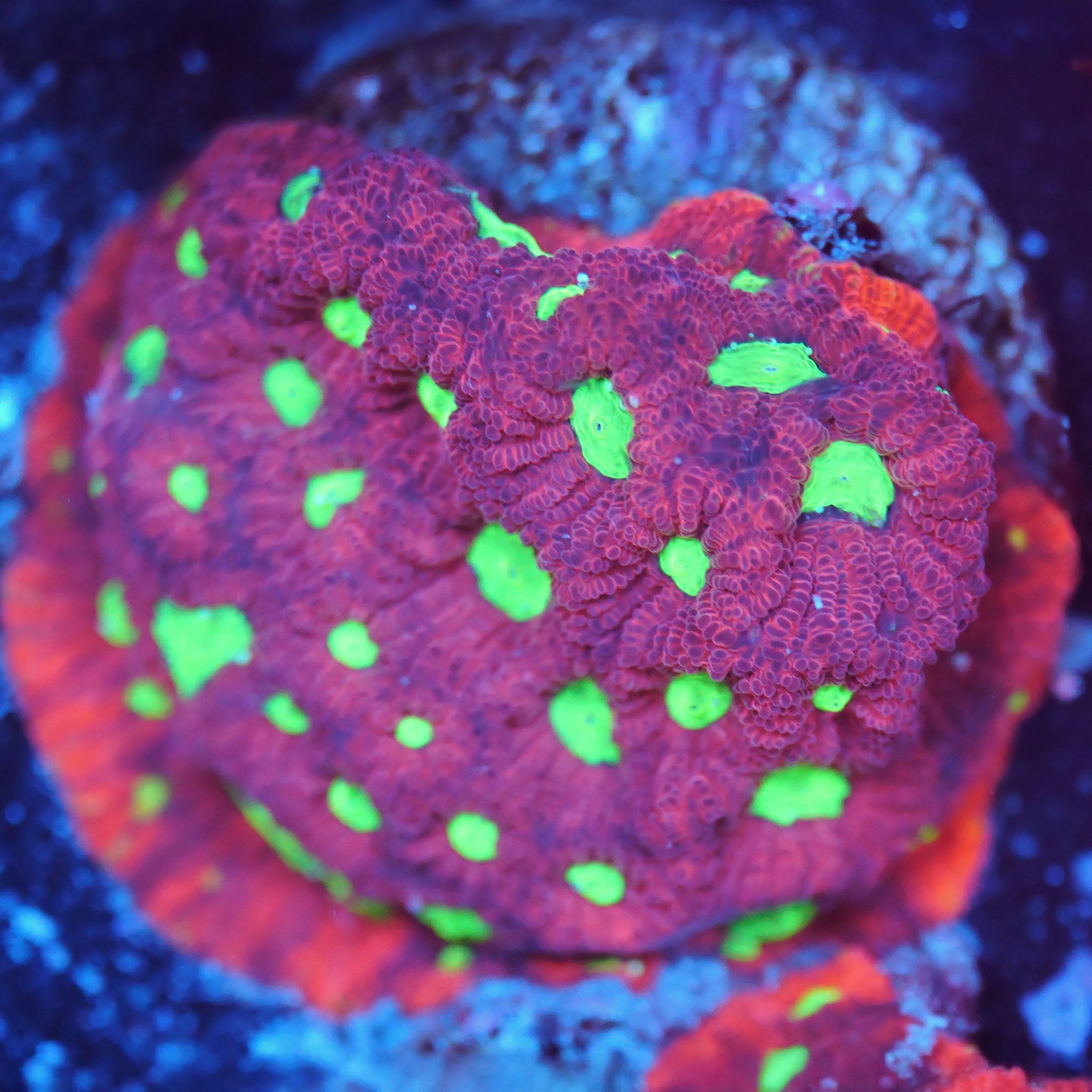 Favia lemon lime - Nachzuchtkoralle