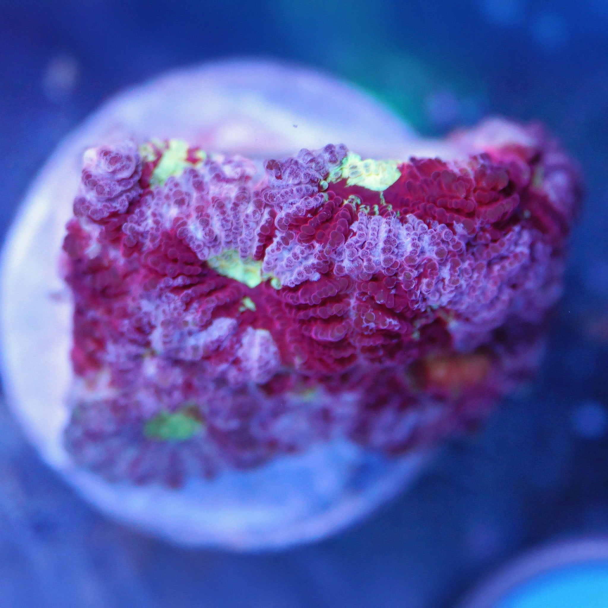 Favia red gold - Nachzuchtkoralle