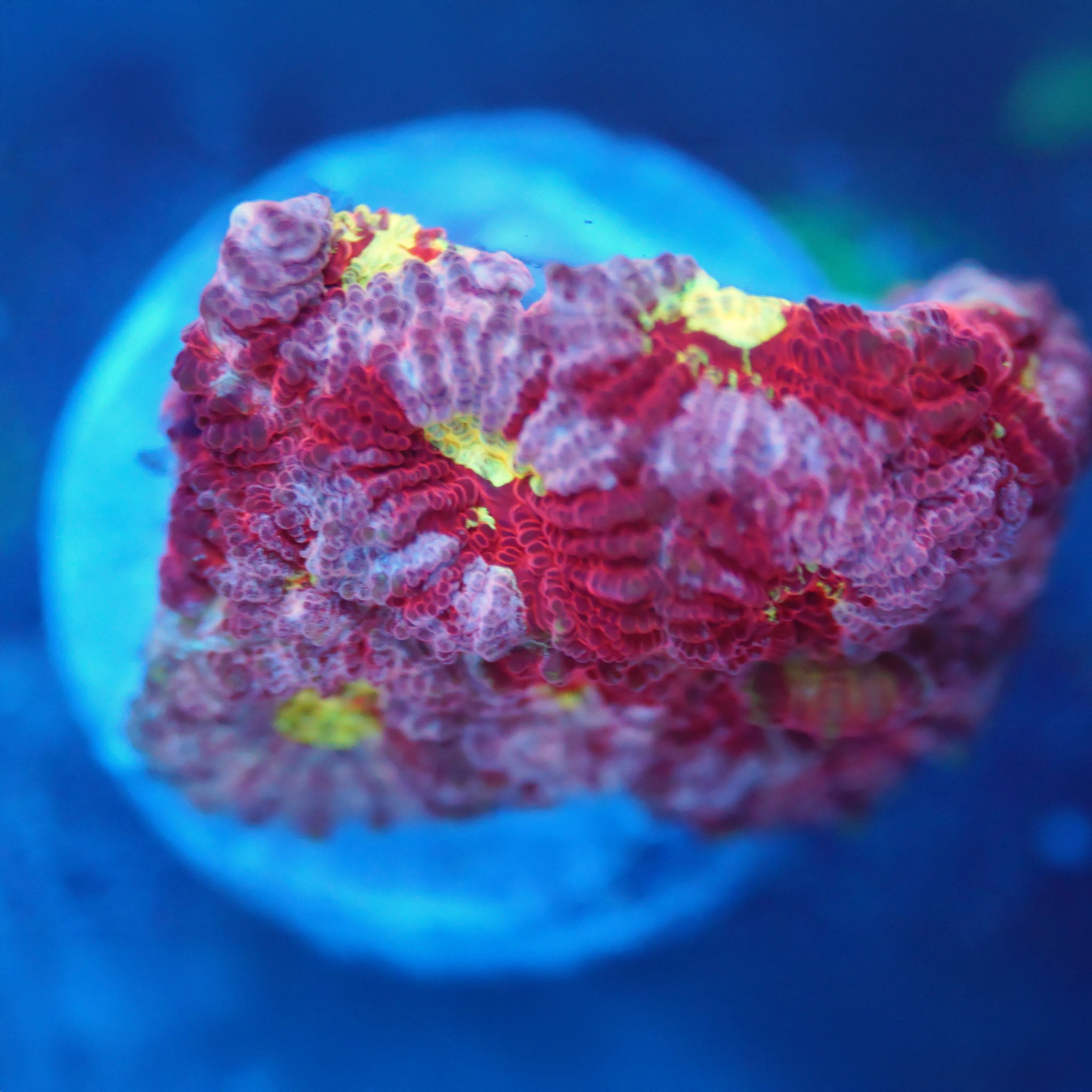 Favia red gold - Nachzuchtkoralle