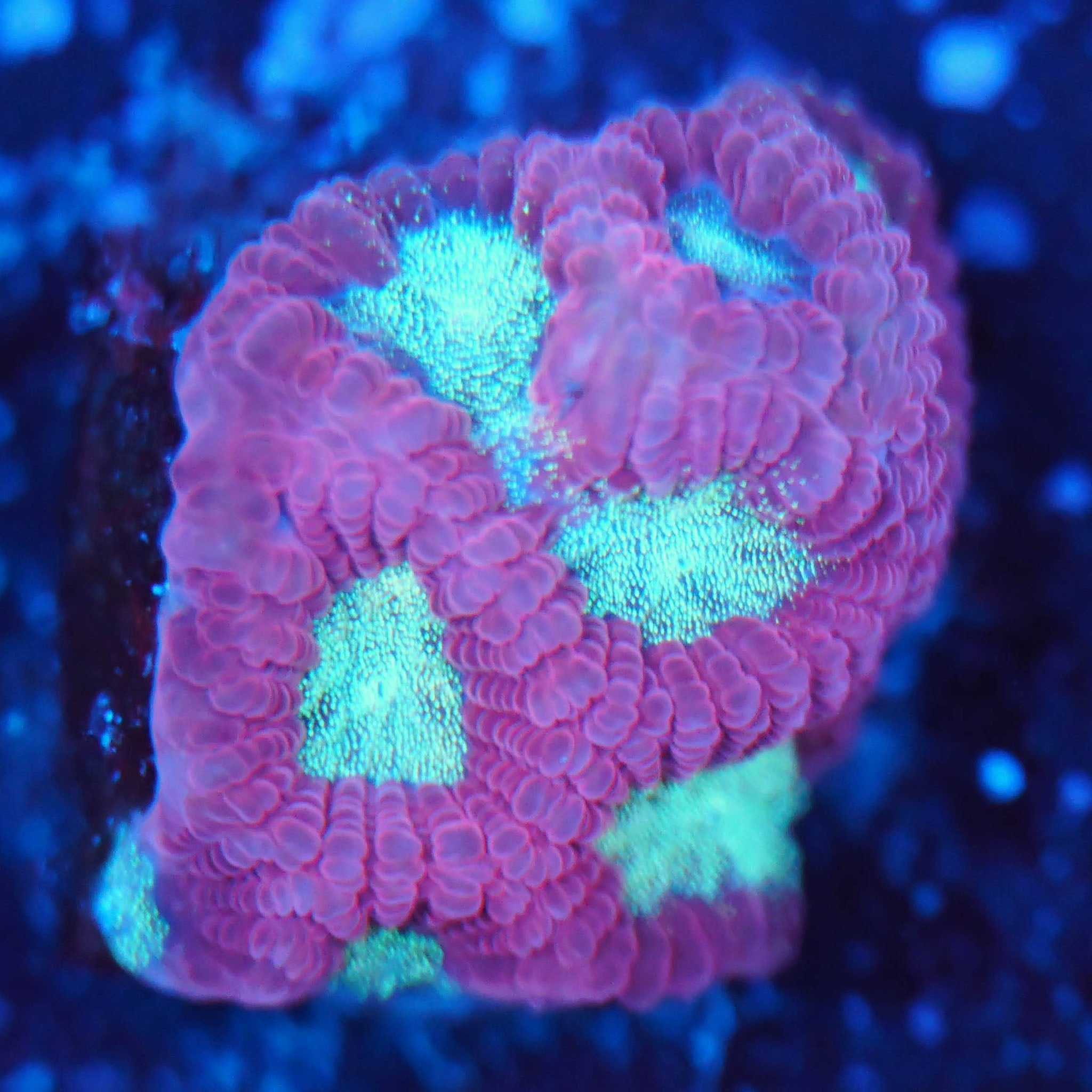 Favia teal eye - Nachzuchtkoralle