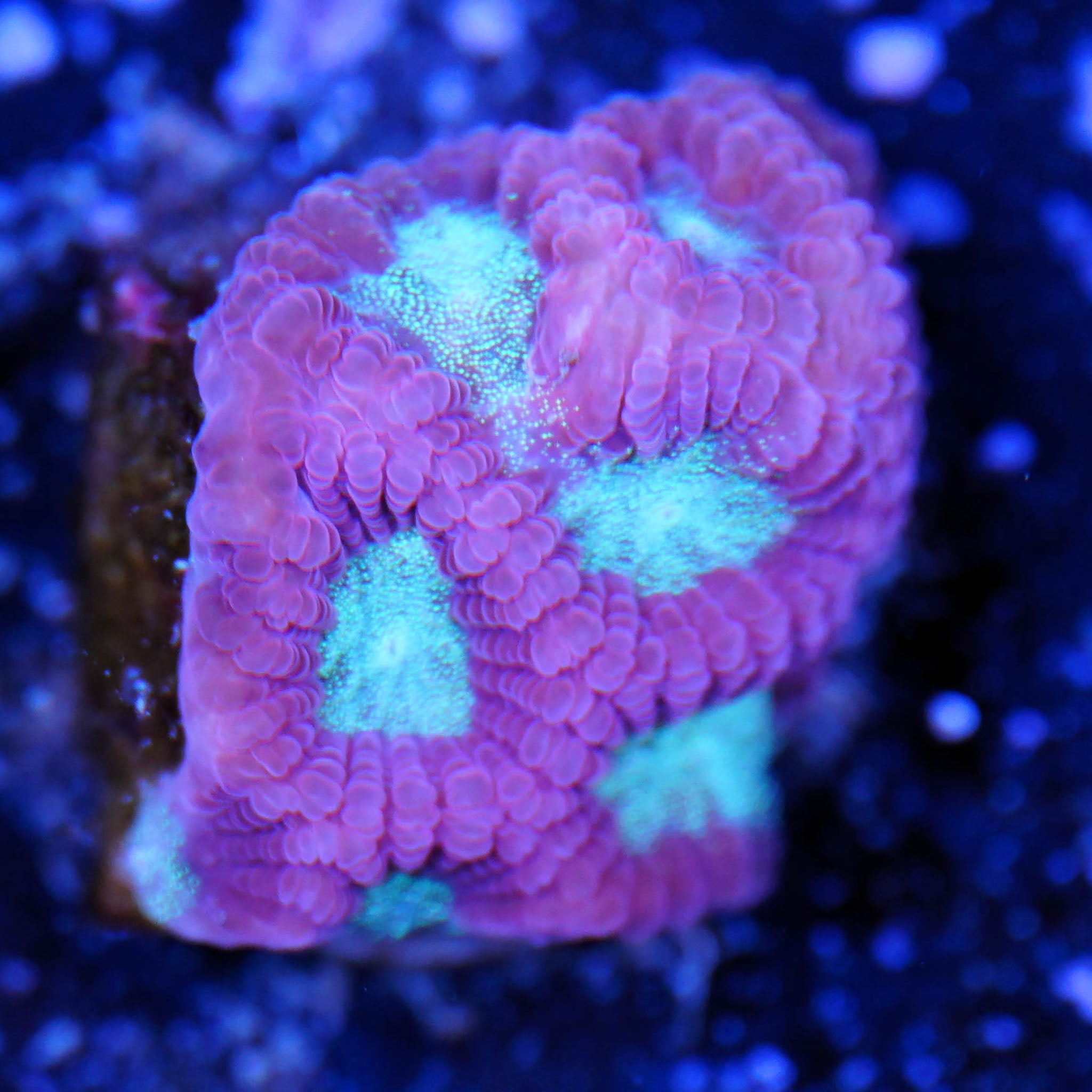 Favia teal eye - Nachzuchtkoralle