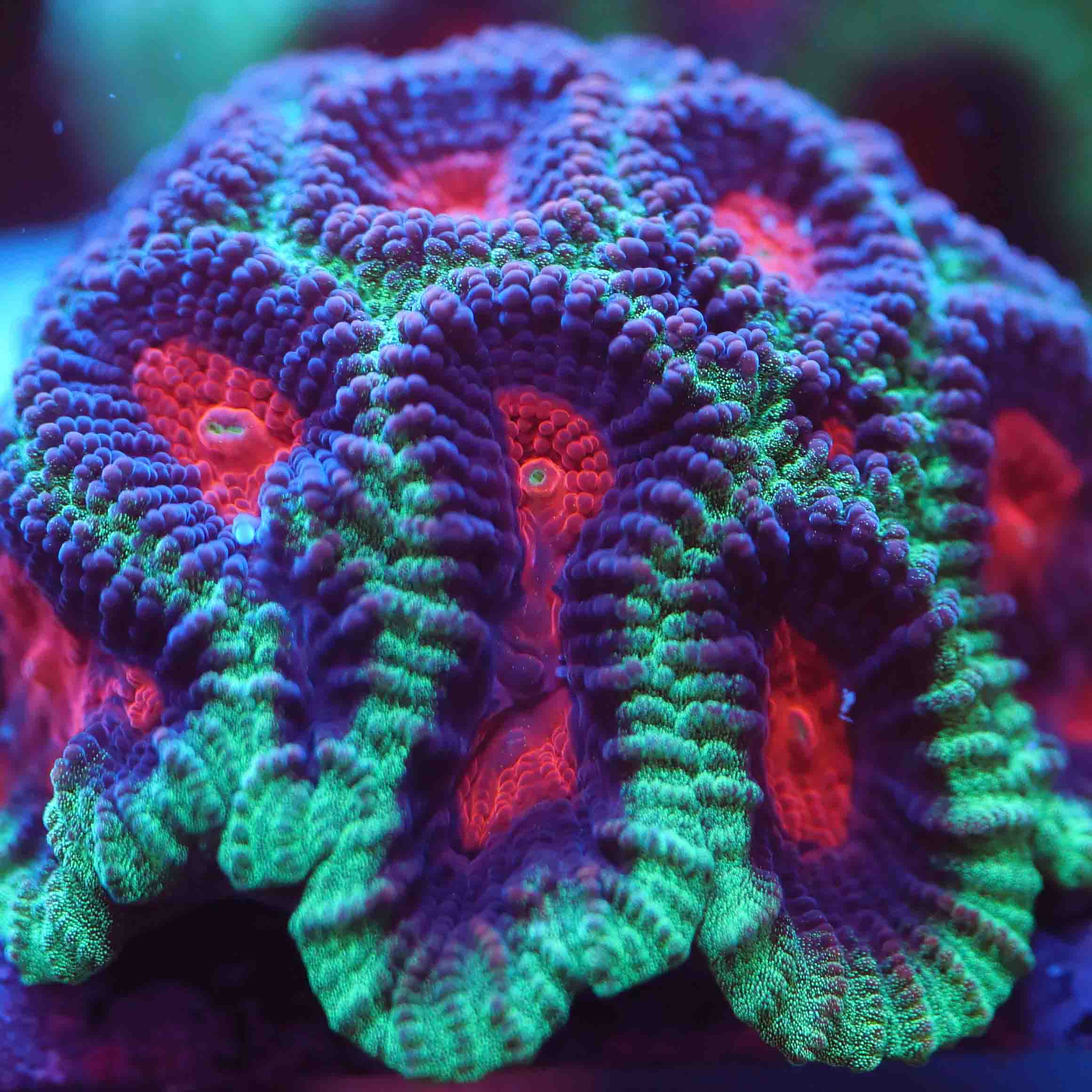Favia Christmas Korallenableger unter Blaulicht aus Nachzucht