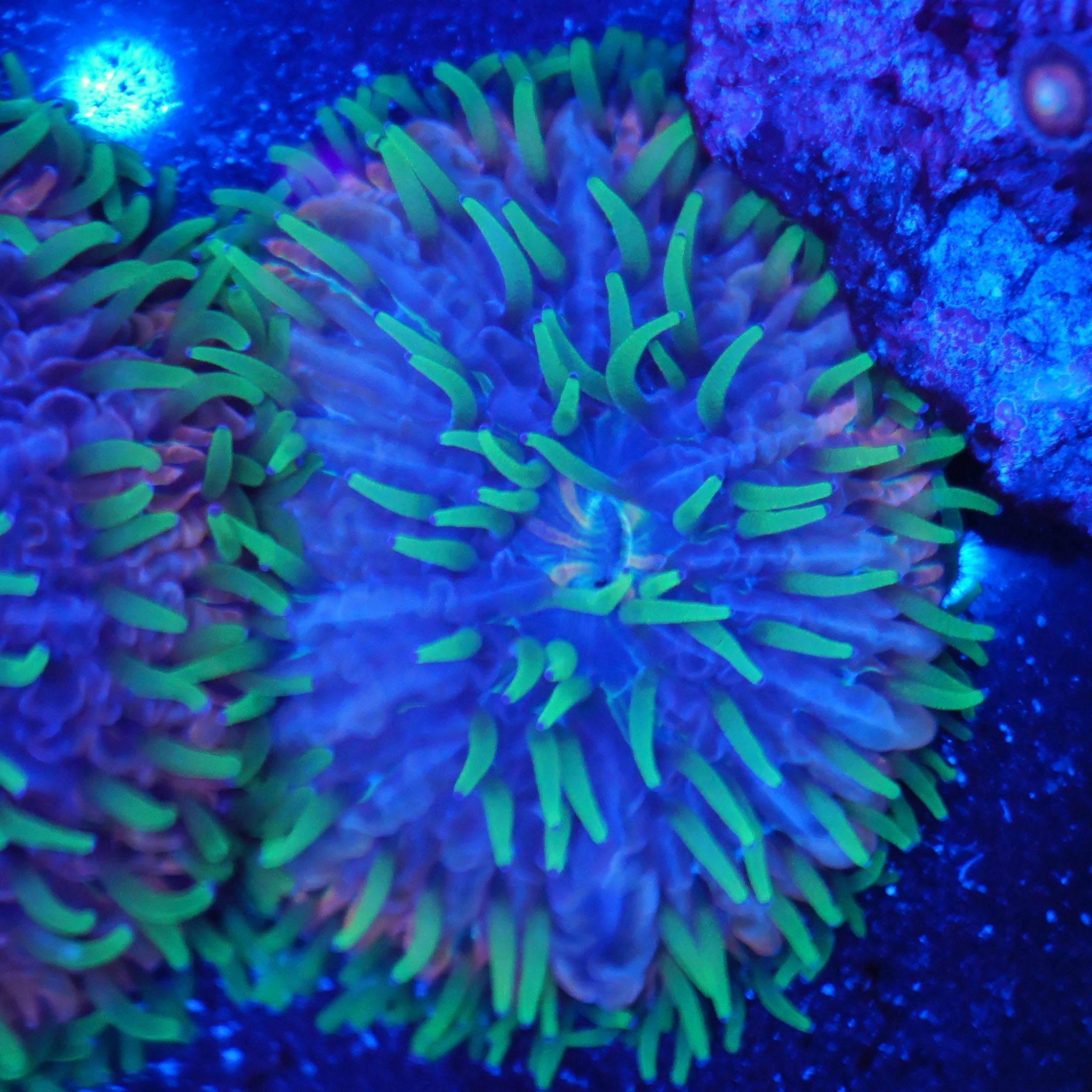 Fungia Tricolor (5cm) - Nachzuchtkoralle