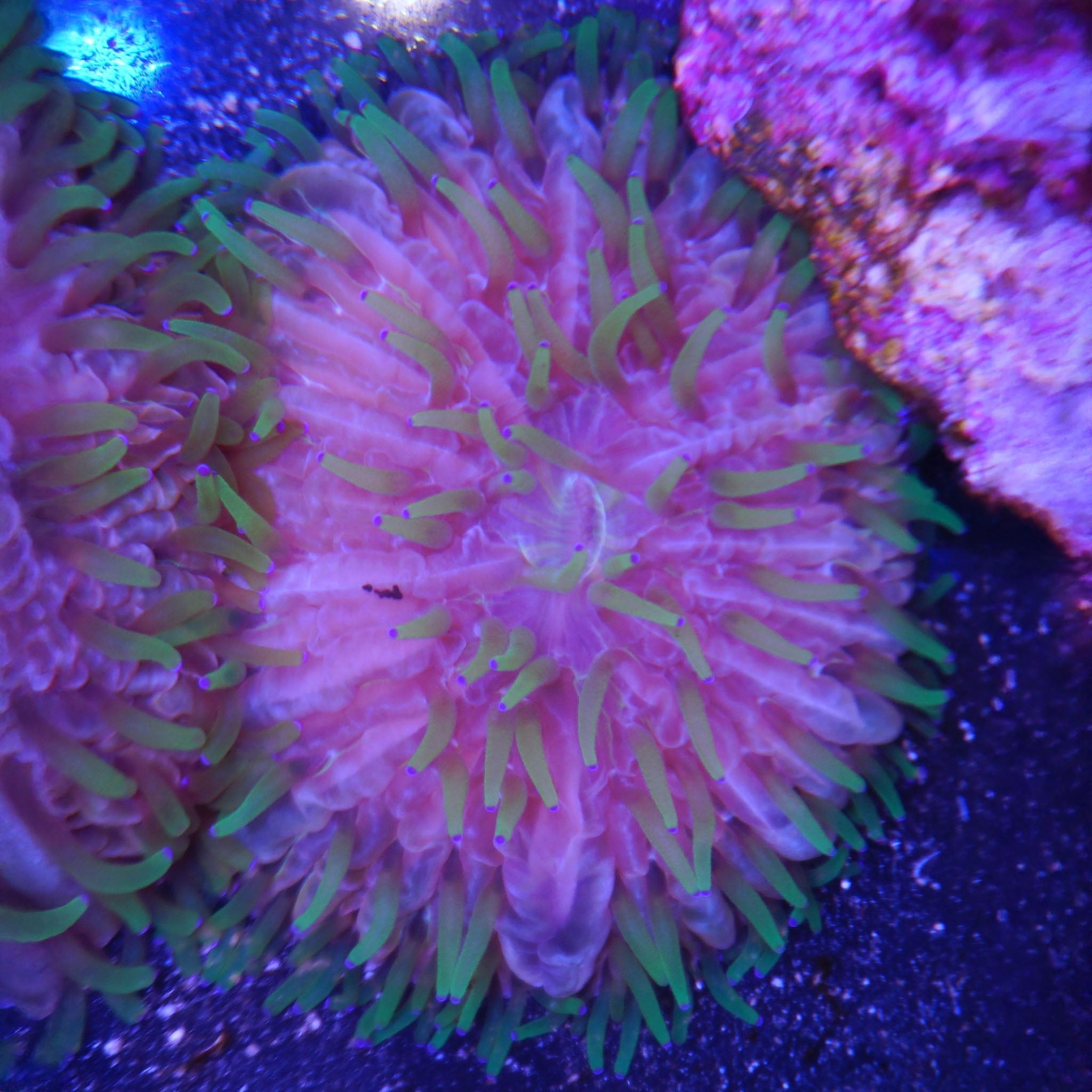 Fungia Tricolor (5cm) - Nachzuchtkoralle