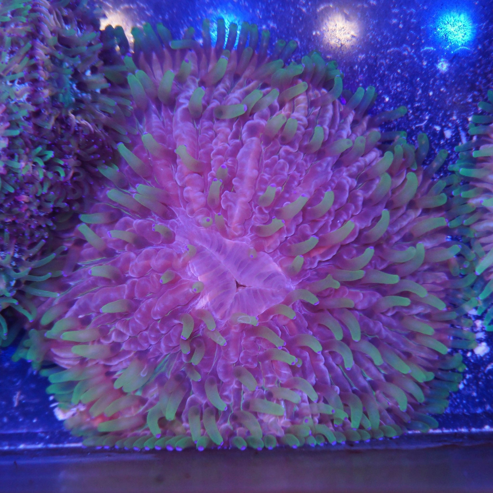 Fungia Tricolor (8cm) WYSIWYG - Nachzuchtkoralle