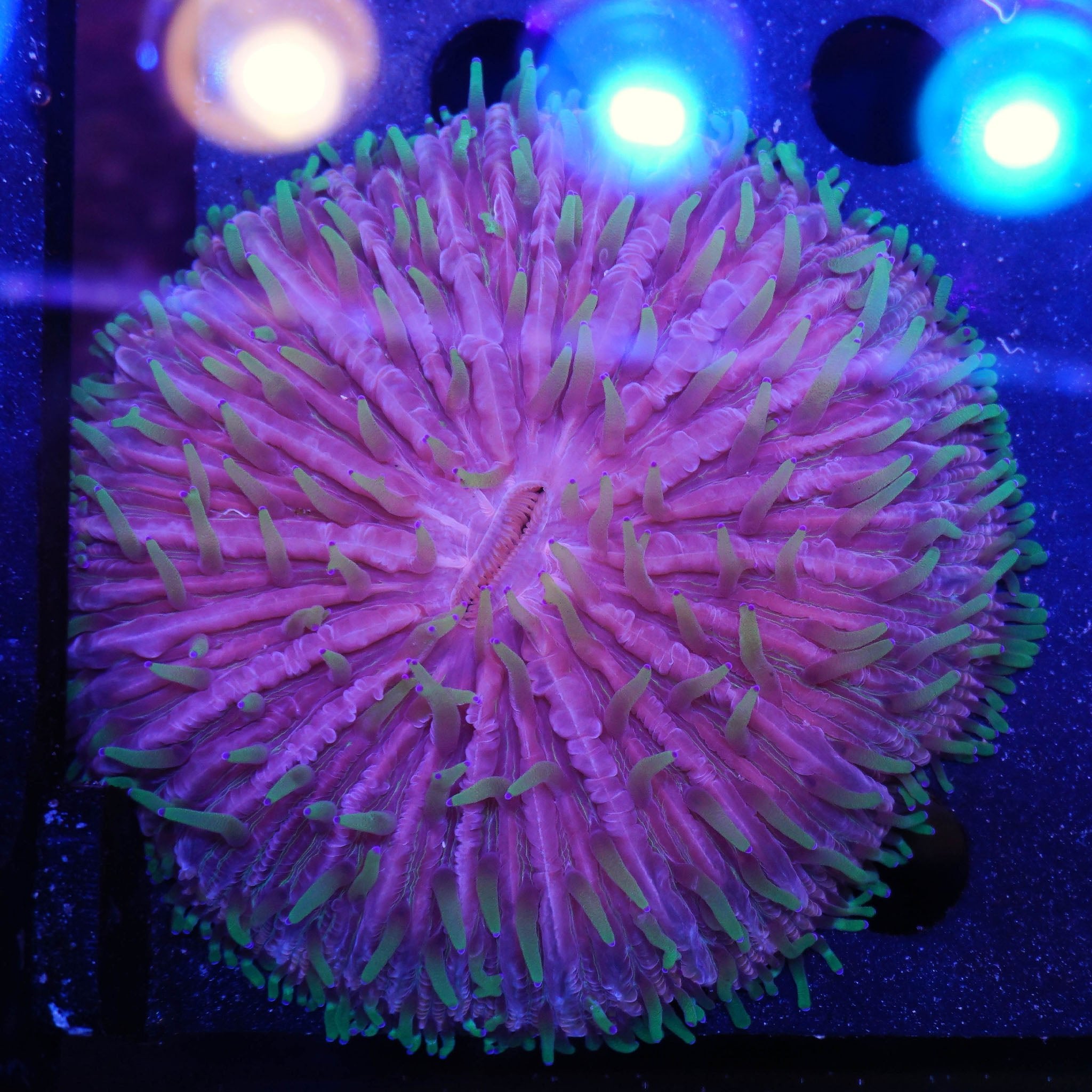 Fungia Tricolor (8cm) WYSIWYG - Nachzuchtkoralle