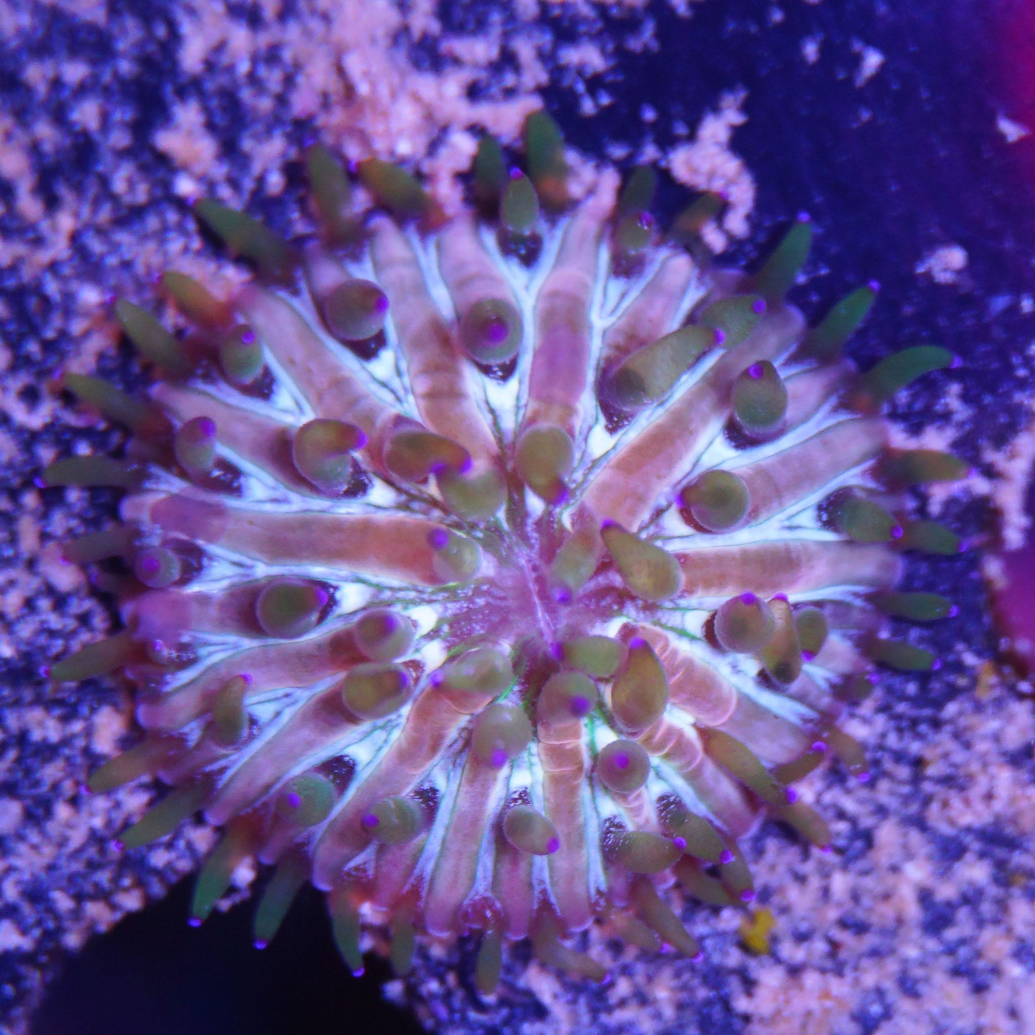 Fungia Tricolor (klein) - Nachzuchtkoralle