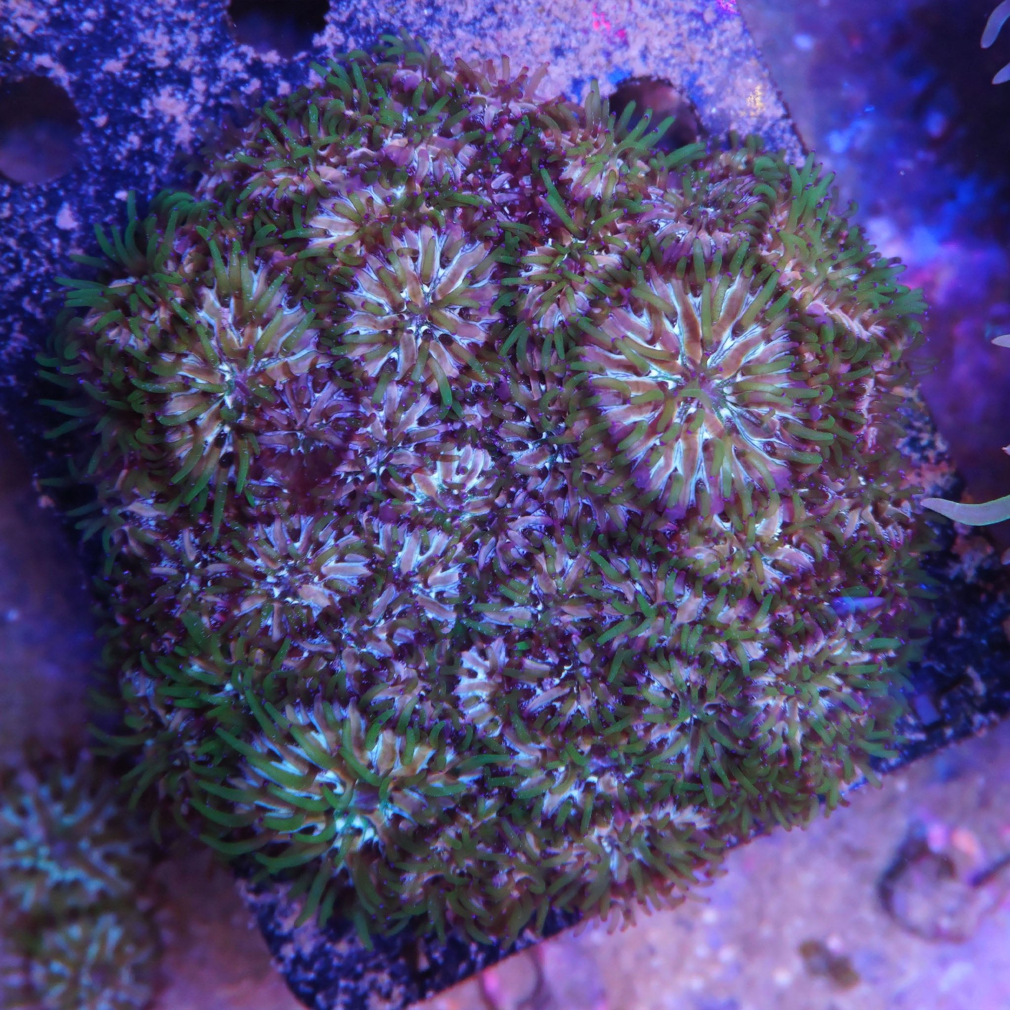 Fungia Tricolor (klein) - Nachzuchtkoralle