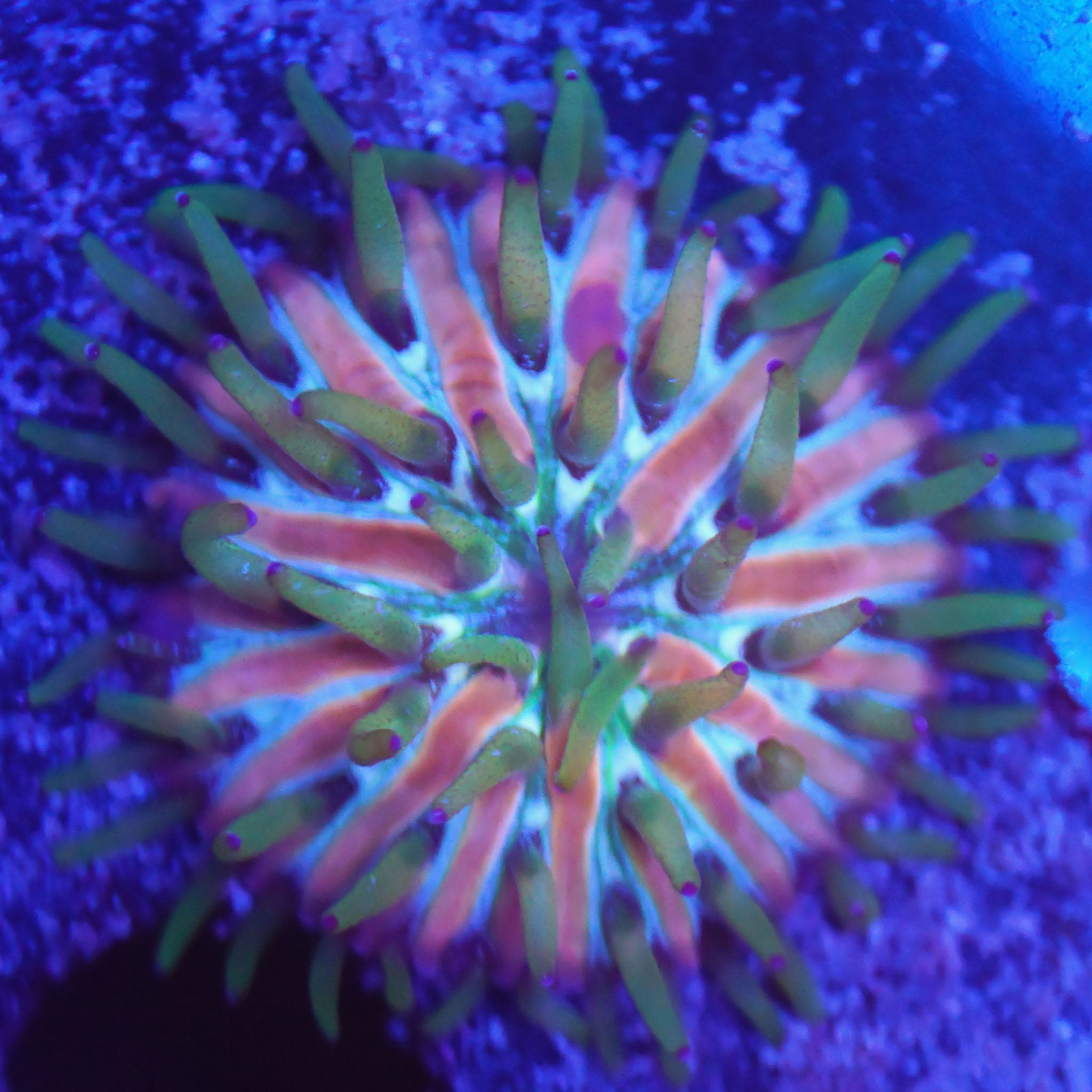 Fungia Tricolor (klein) - Nachzuchtkoralle