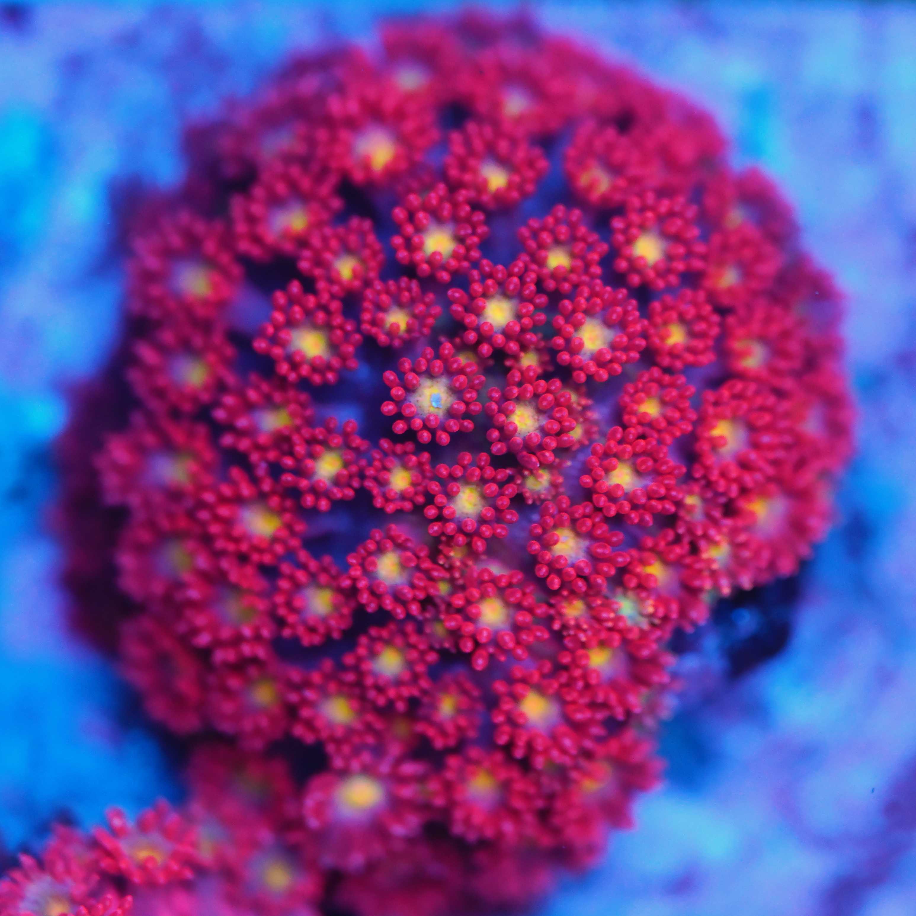 Goniopora / Bernadpora "flash" - Nachzuchtkoralle