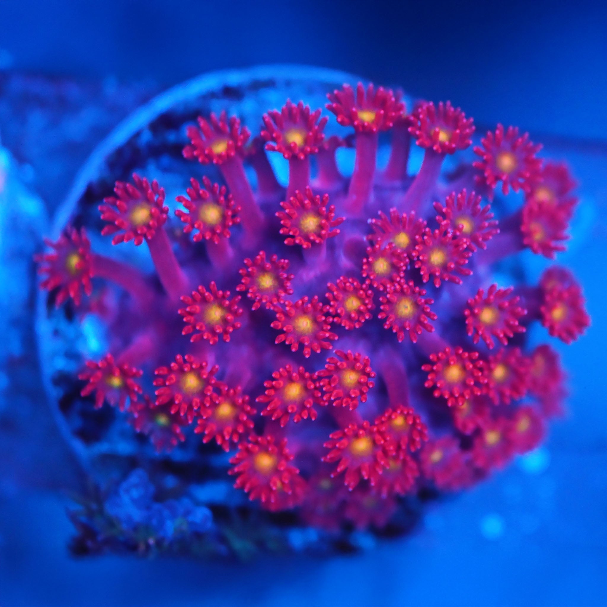 Goniopora / Bernadpora "flash" - Nachzuchtkoralle