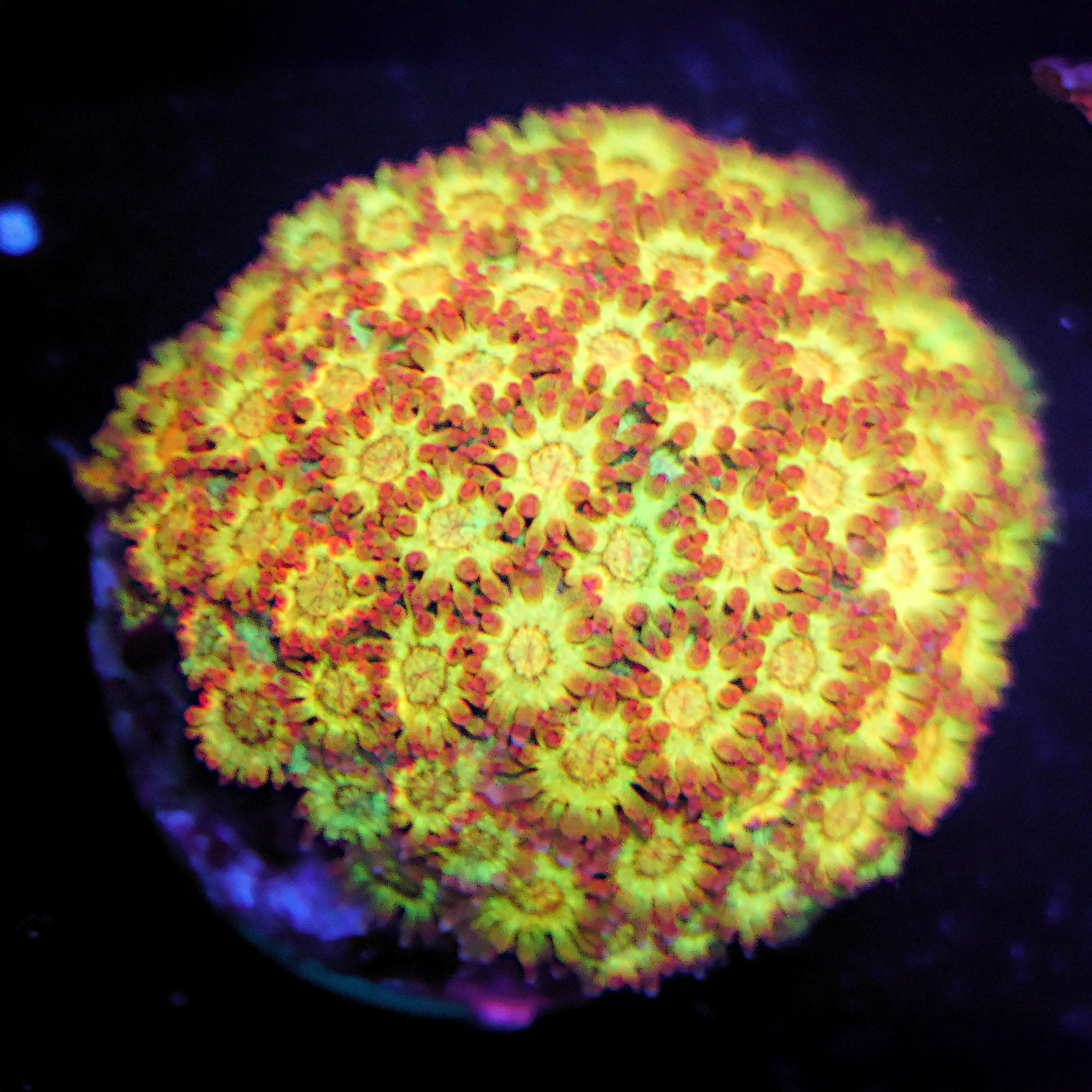 Goniopora / Bernadpora Gold Nugget - Nachzuchtkoralle