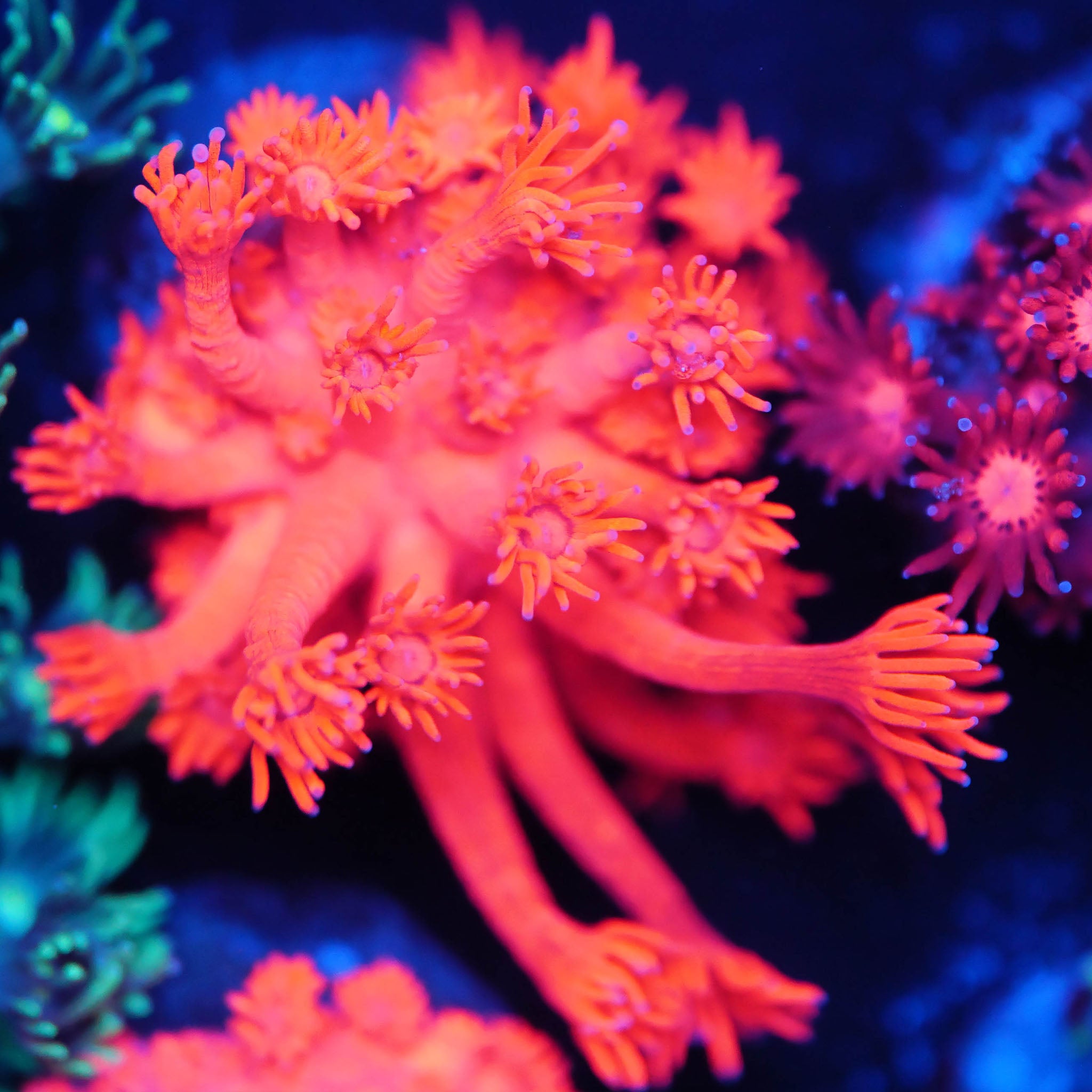 Goniopora ultra rot Korallenableger aus Nachzucht