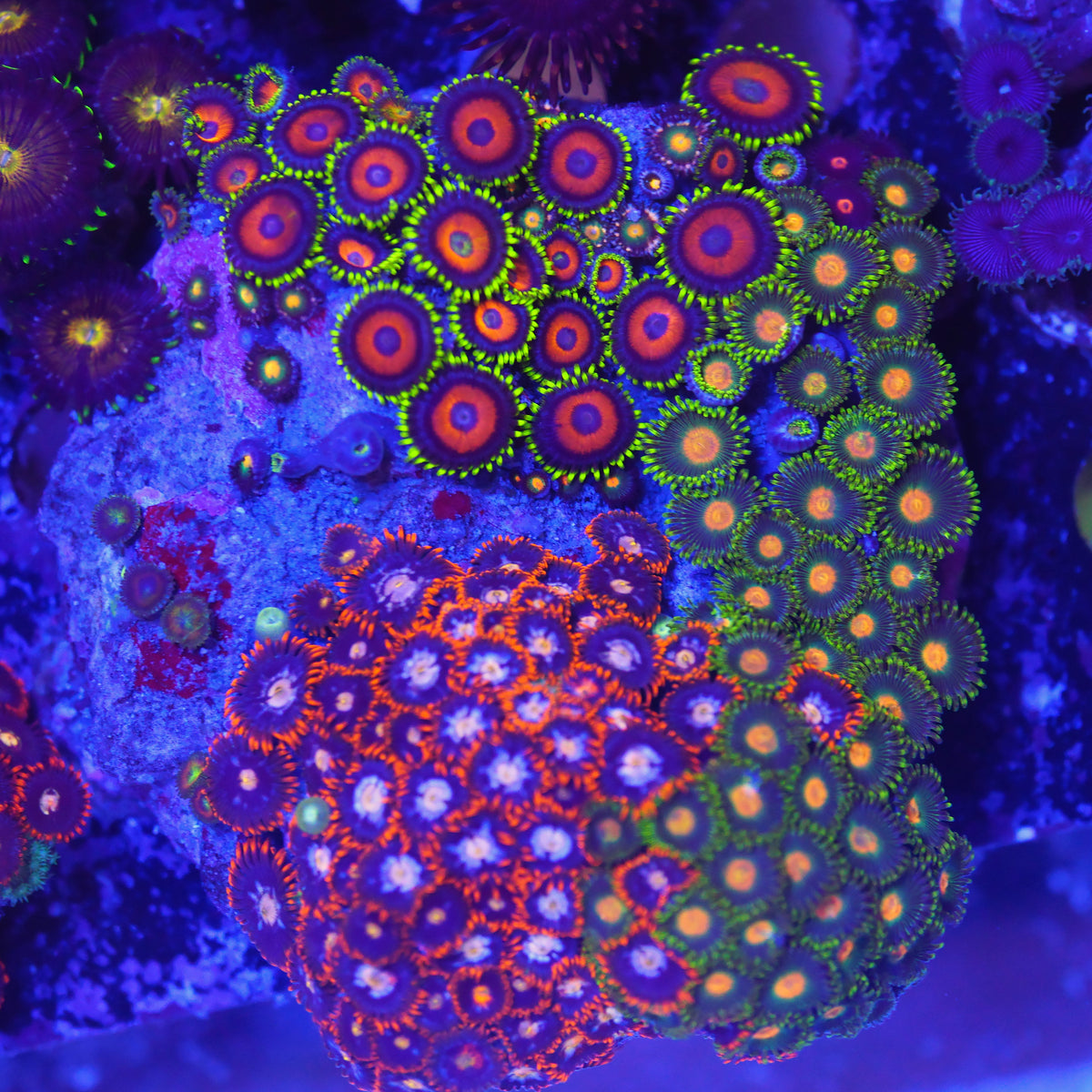 Zoanthus Mix XL WYSIWYG
