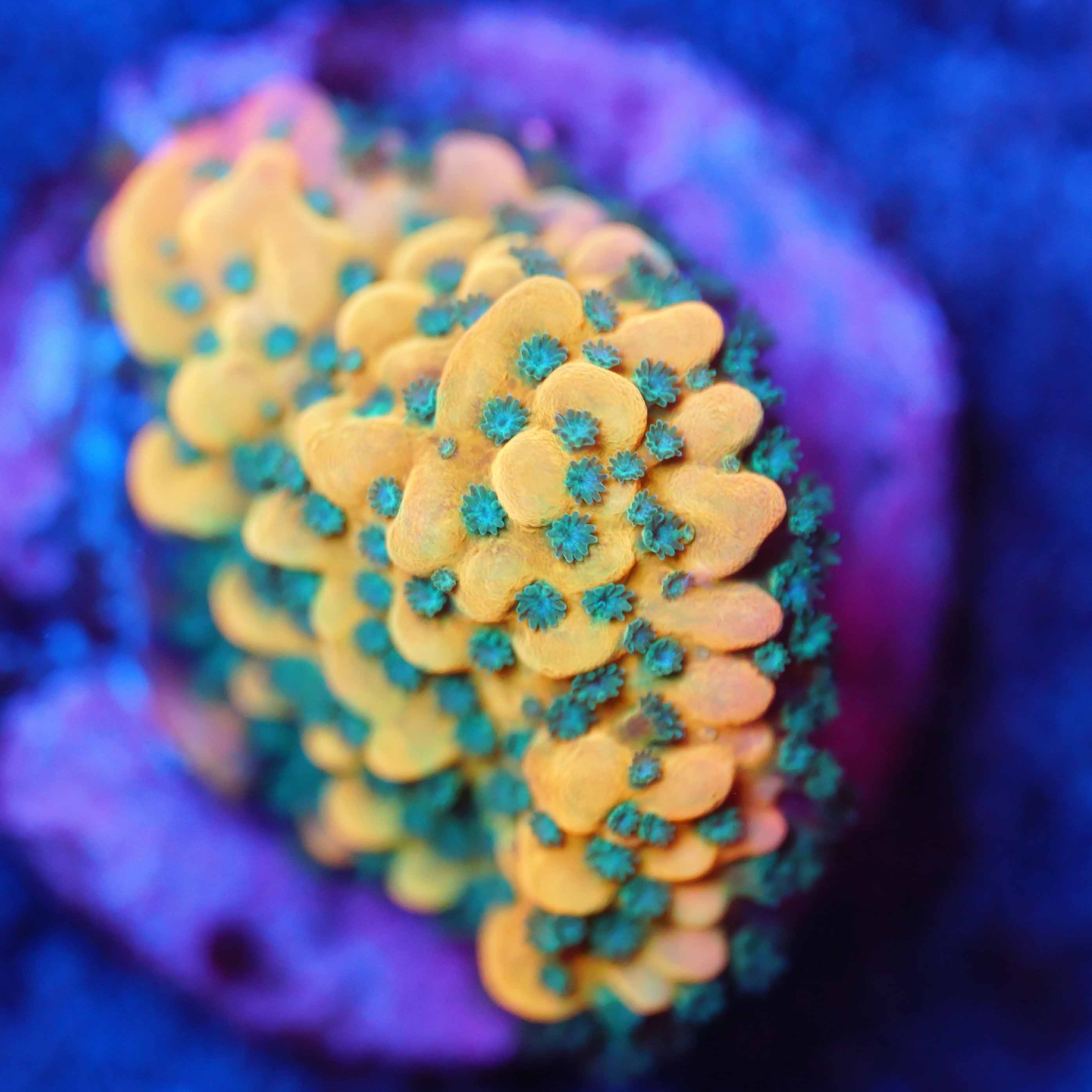 Korallenableger einer Montipora Beach Bum mit goldenen Gewebe und grünen Polypen