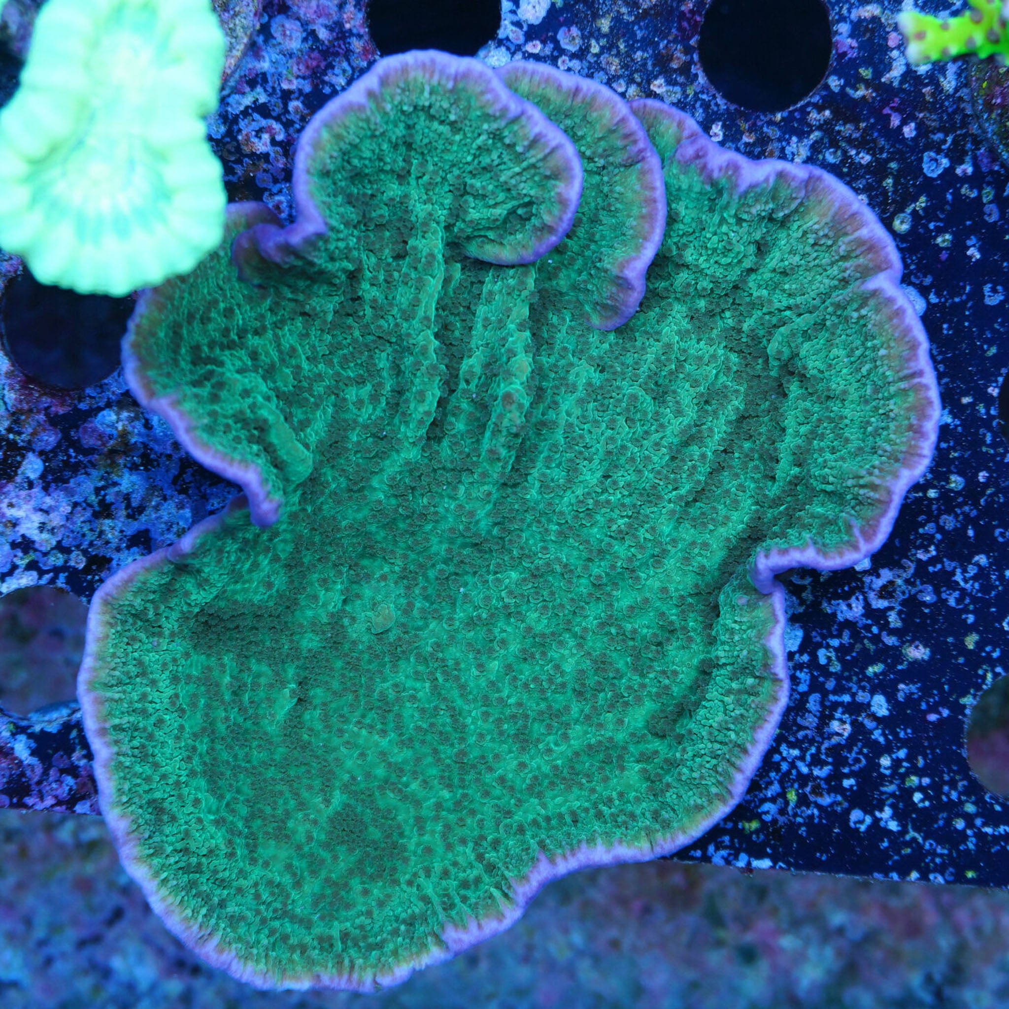Montipora Platte in grün Korallenableger aus Nachzucht