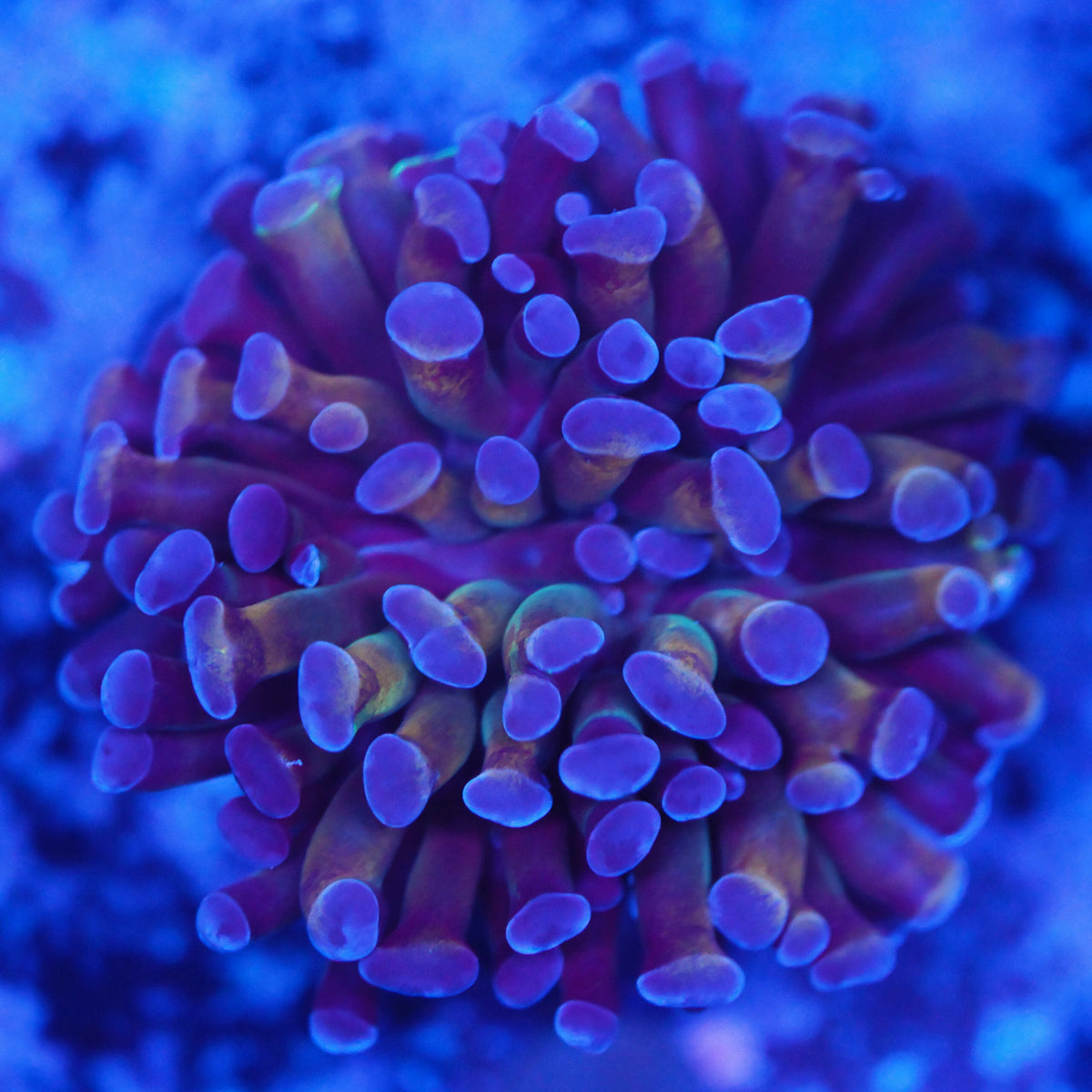 Euphyllia paraancora golden glow