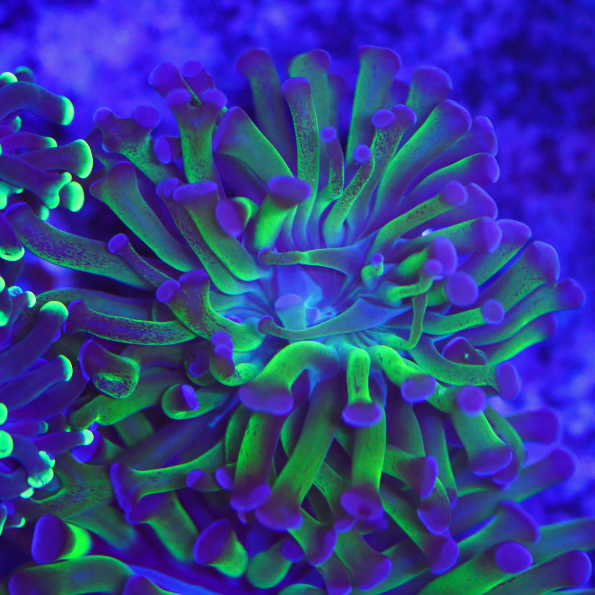 Euphyllia paraancora violett grün