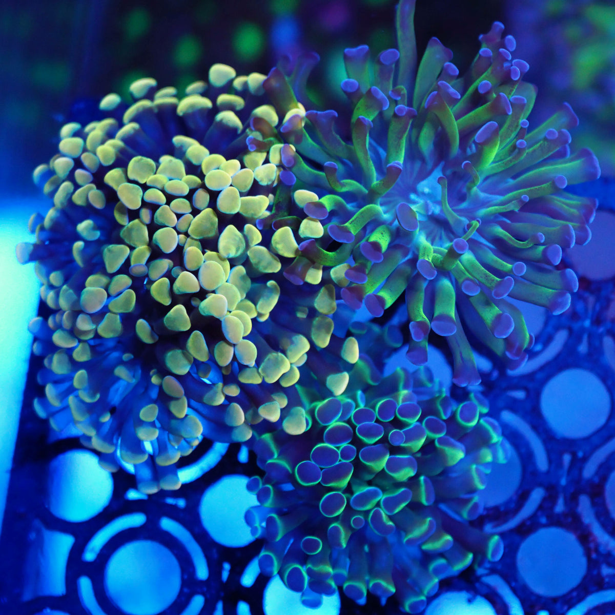 Euphyllia paraancora Paket 3x WYSIWYG