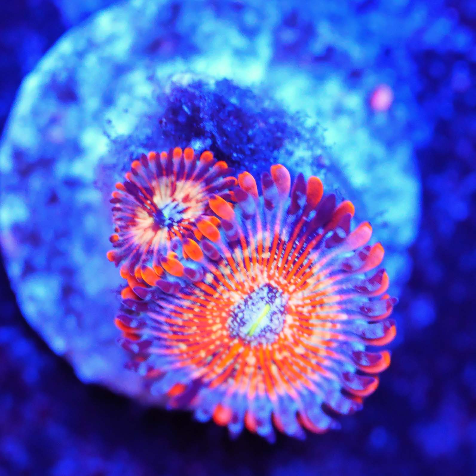 Ultra Zoanthus Seduction Korallenableger unter Blaulicht