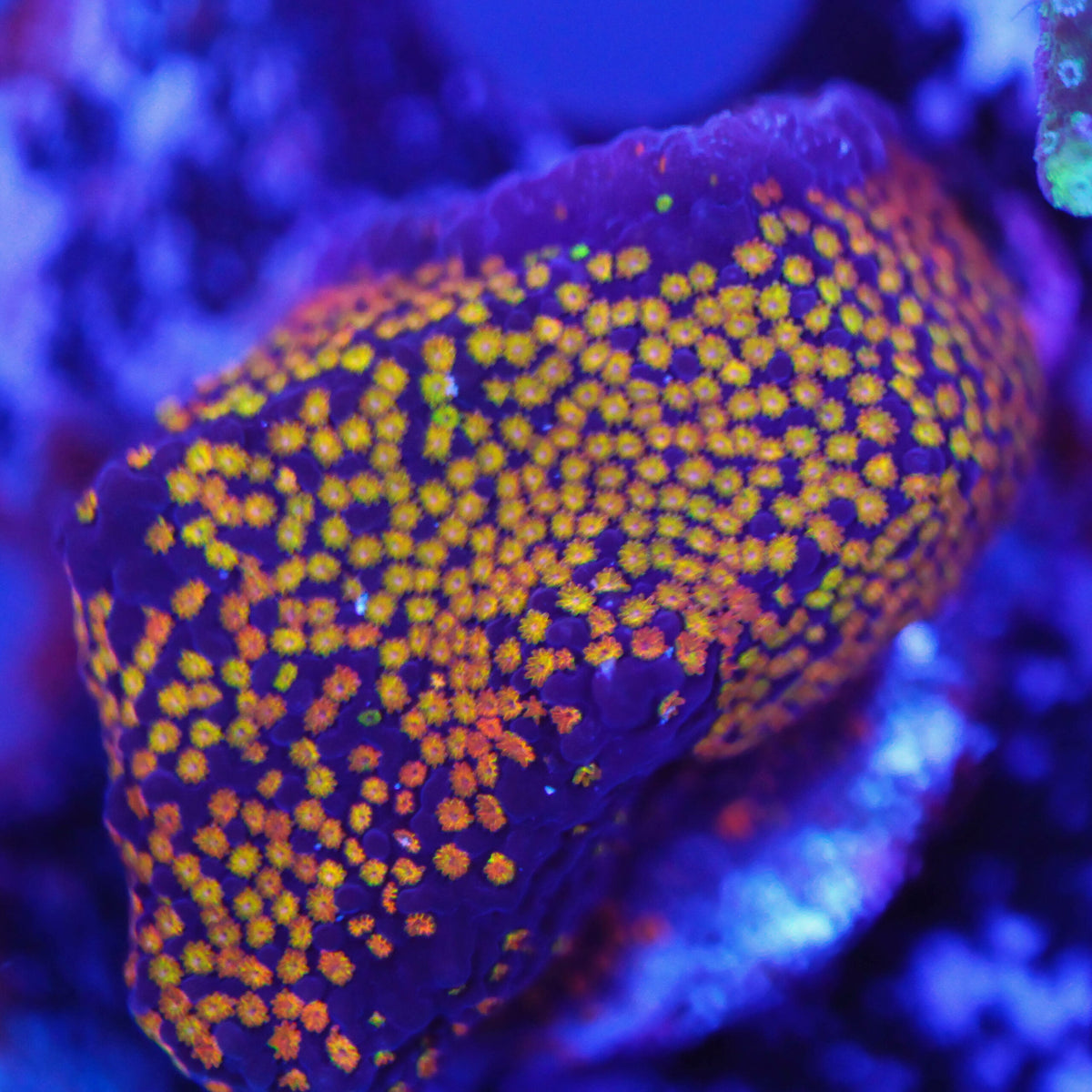 Stylocoeniella rainbow