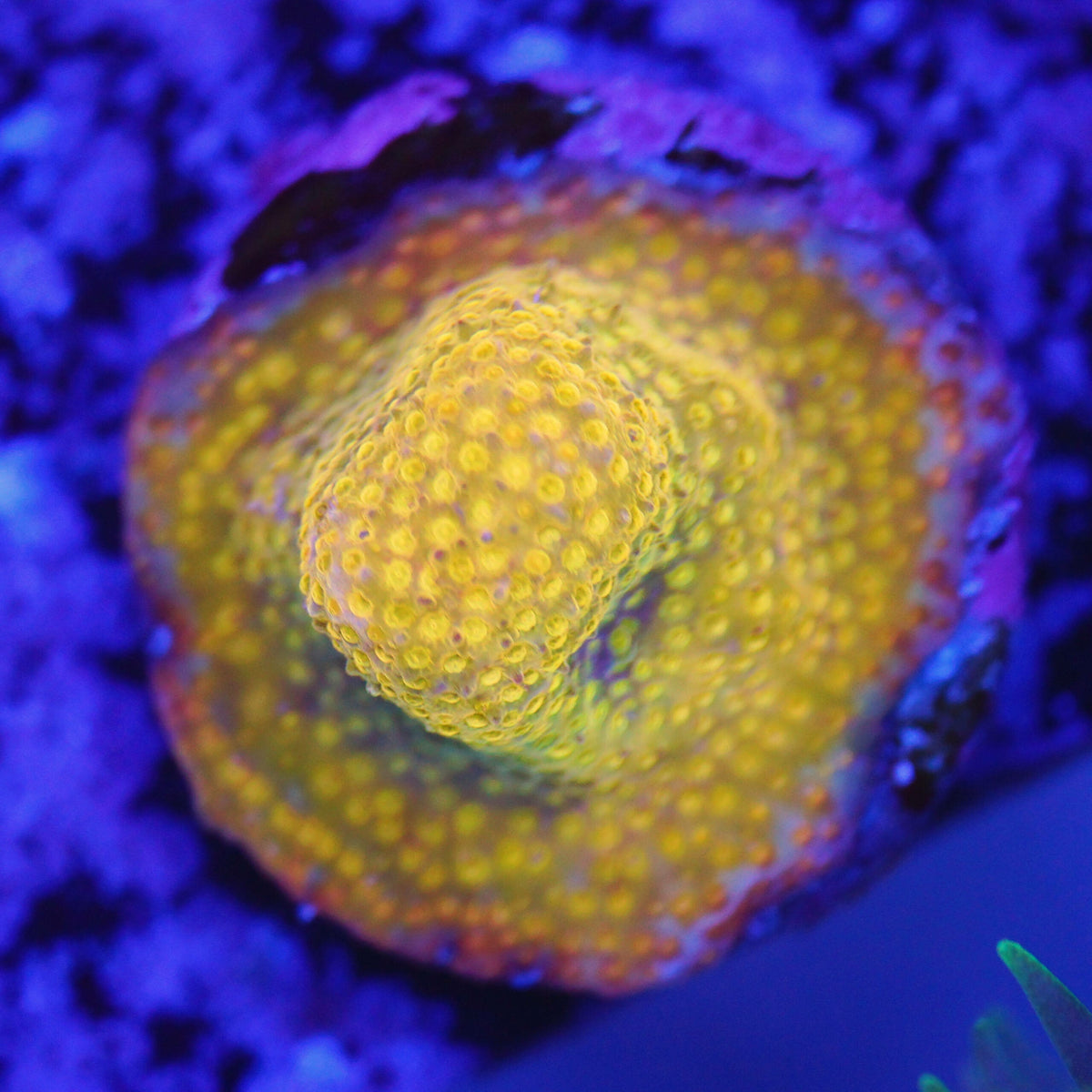 Stylocoeniella gold