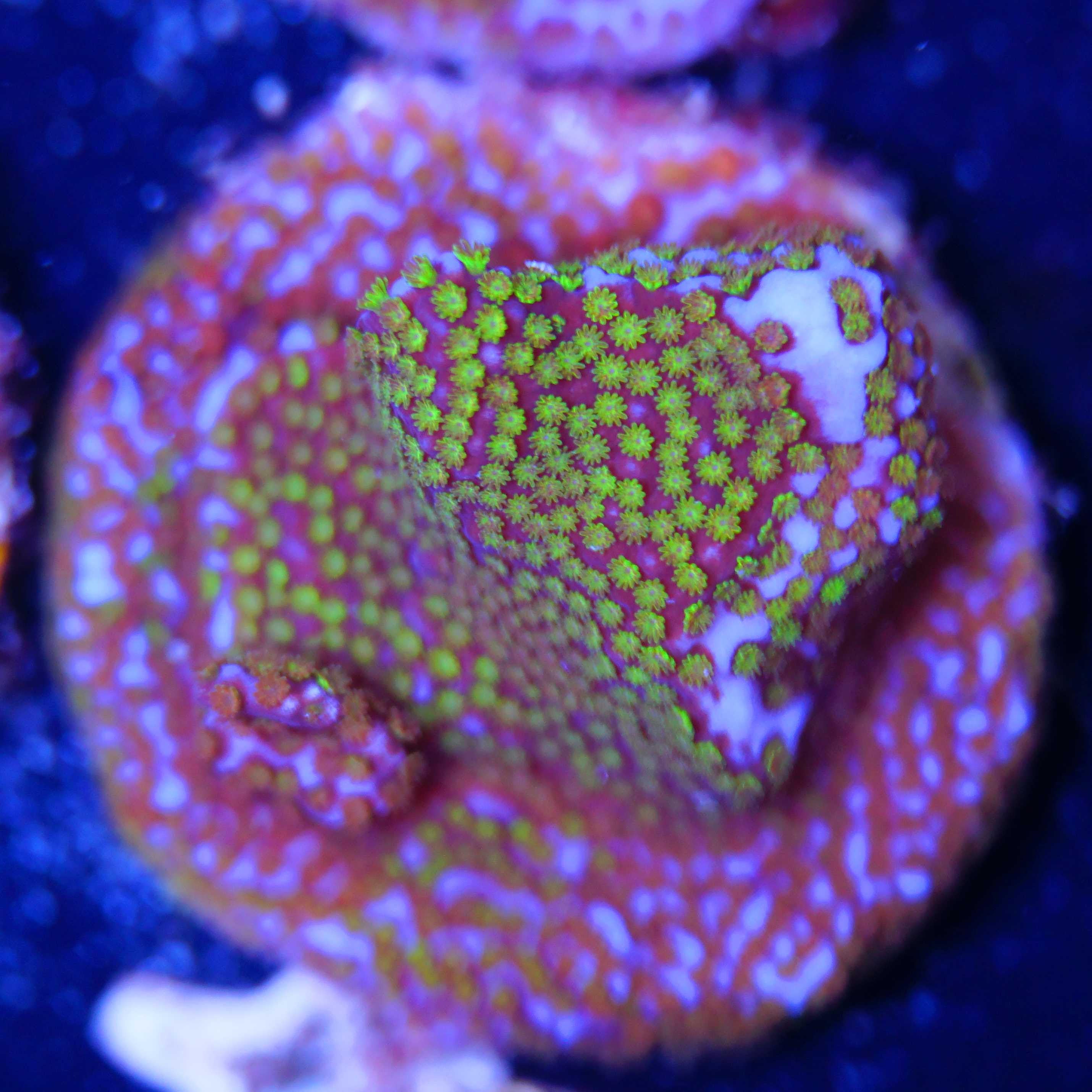 Montipora Rainbow SPS Koralle aus Nachzucht bei Tageslicht