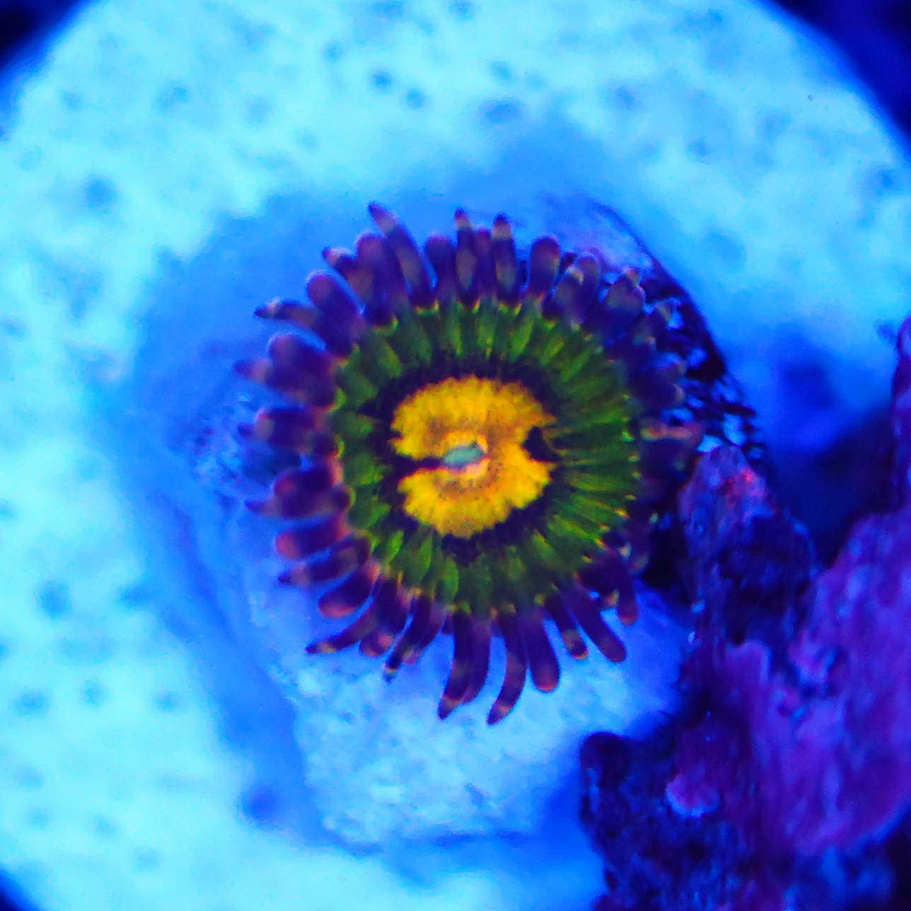 Zoanthus Butt Kisser