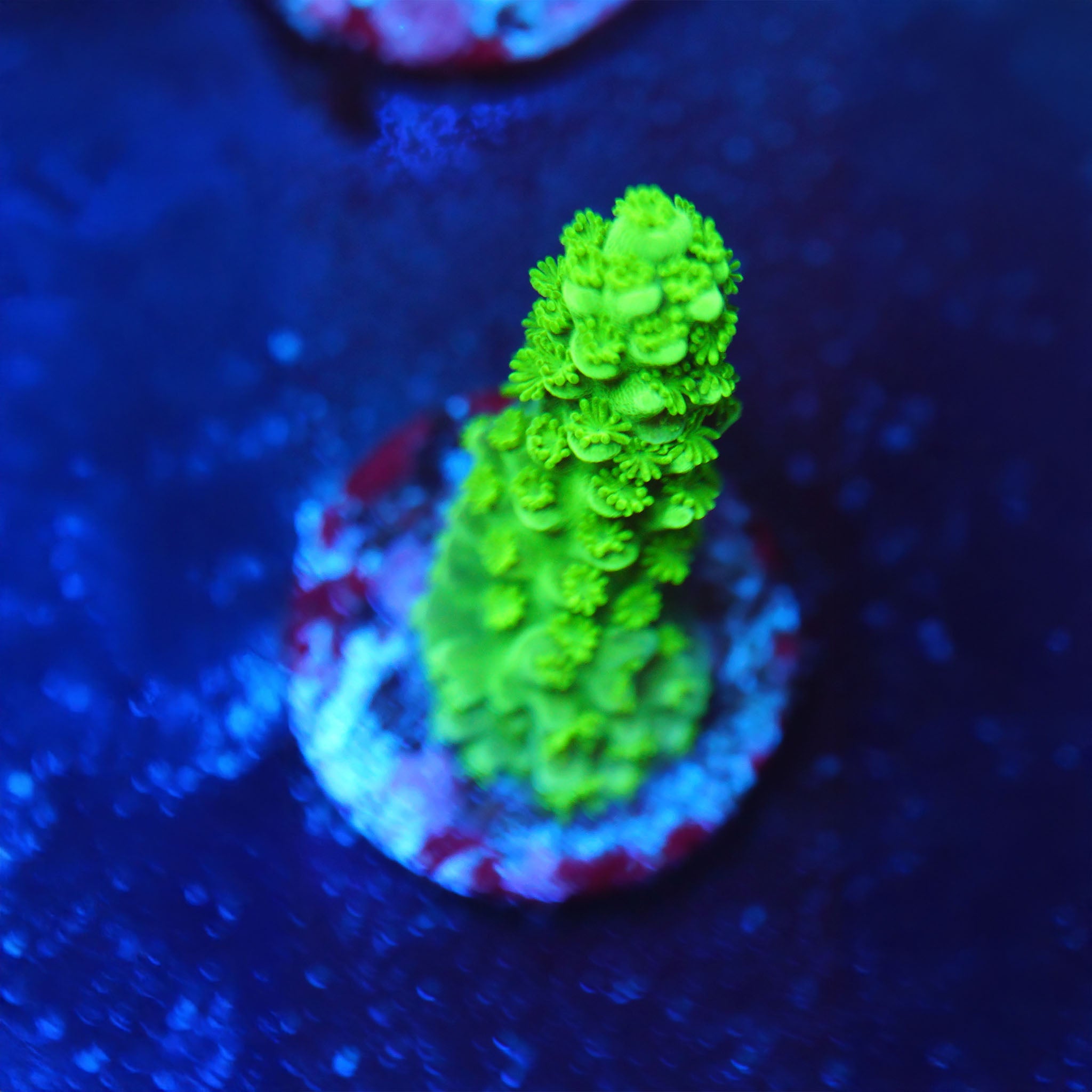 Acropora Enzmann Green Slimer klein - Nachzuchtkoralle