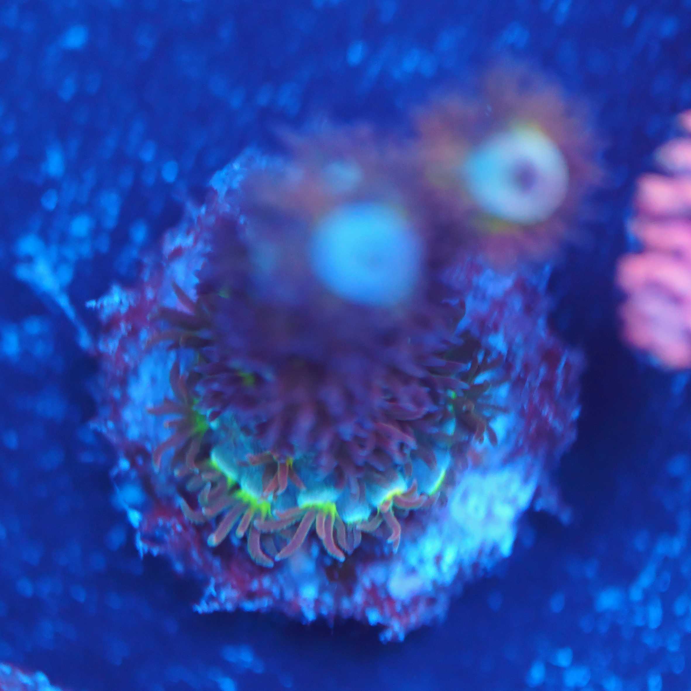 Acropora tenuis