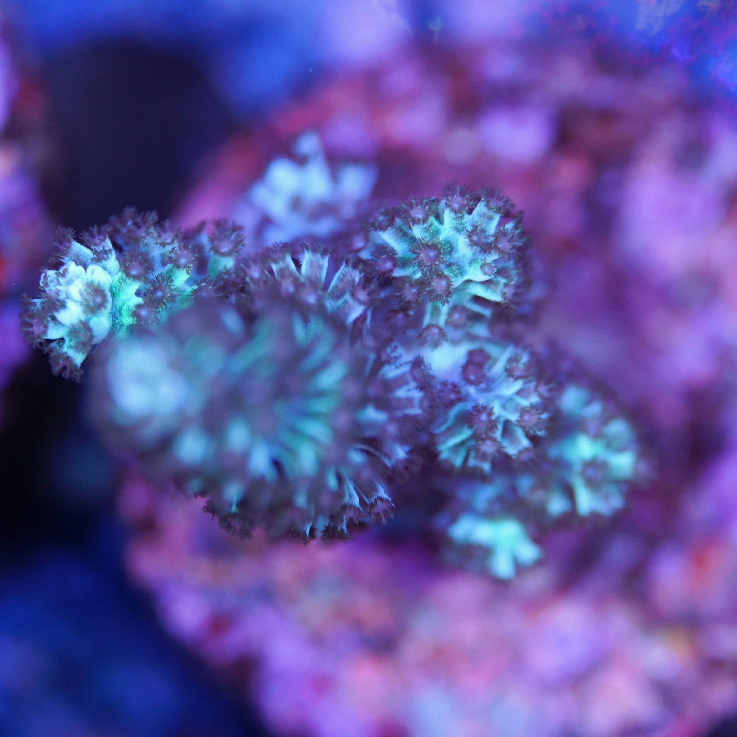 Capnella imbricata Nachzucht unter Tageslicht