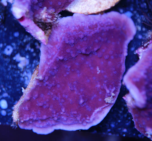 Montipora cap. violett