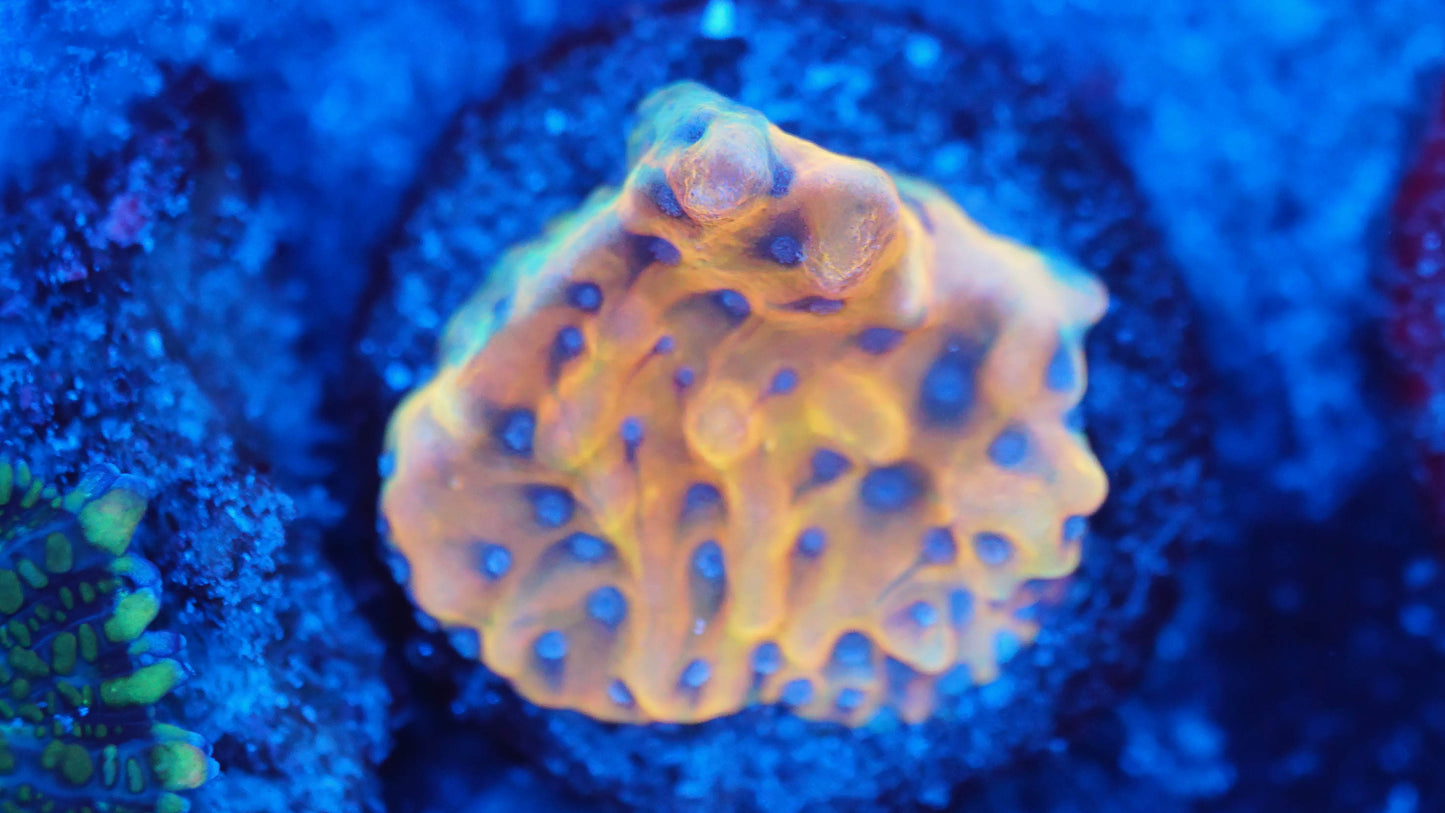 Montipora flaming phoenix