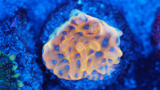 Montipora flaming phoenix