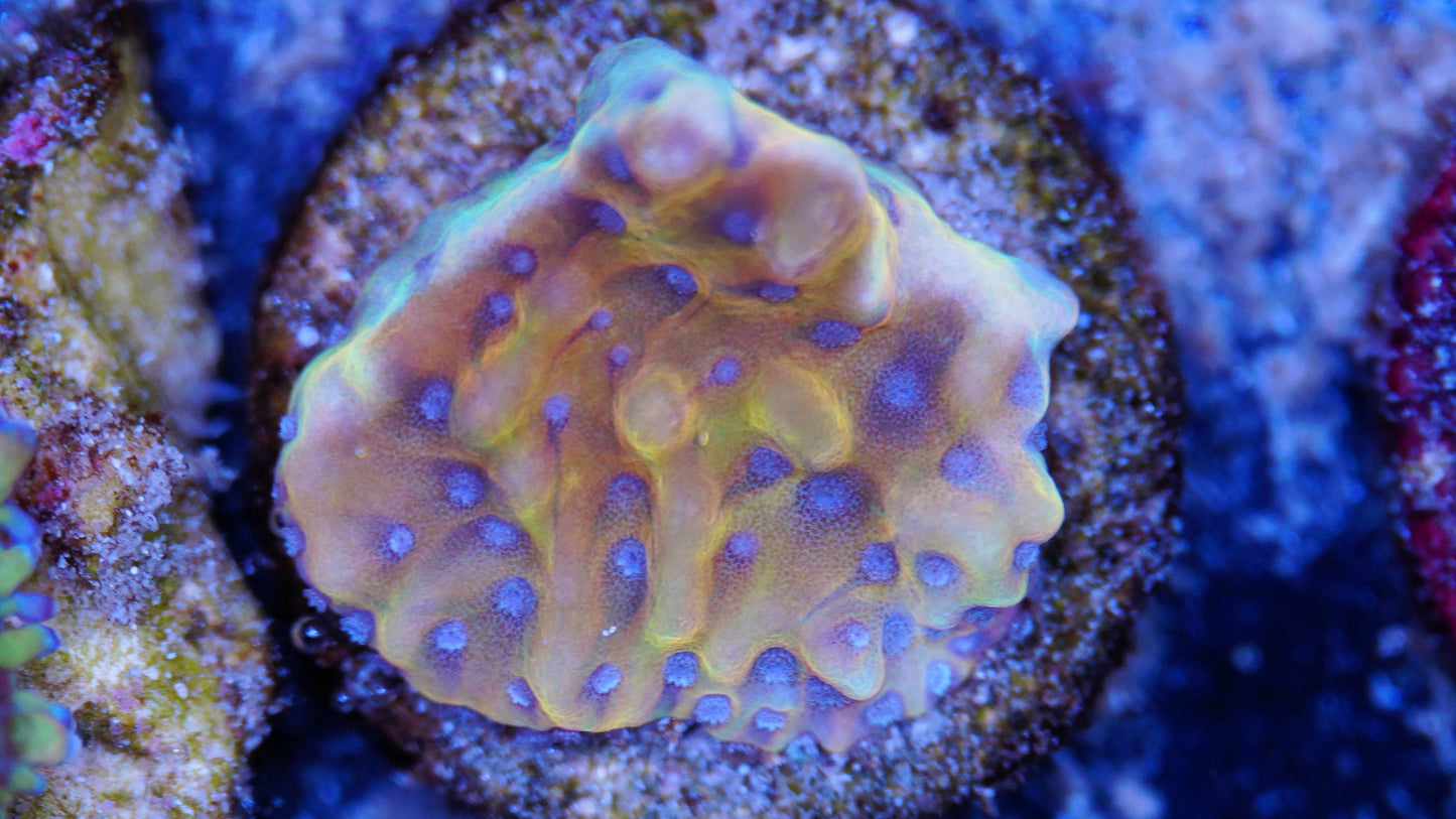 Montipora flaming phoenix