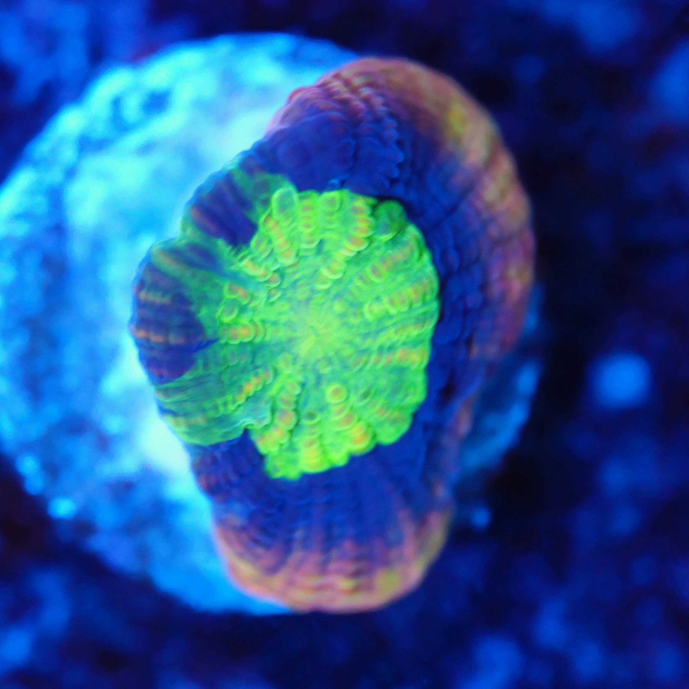 Goniastrea dragon soul