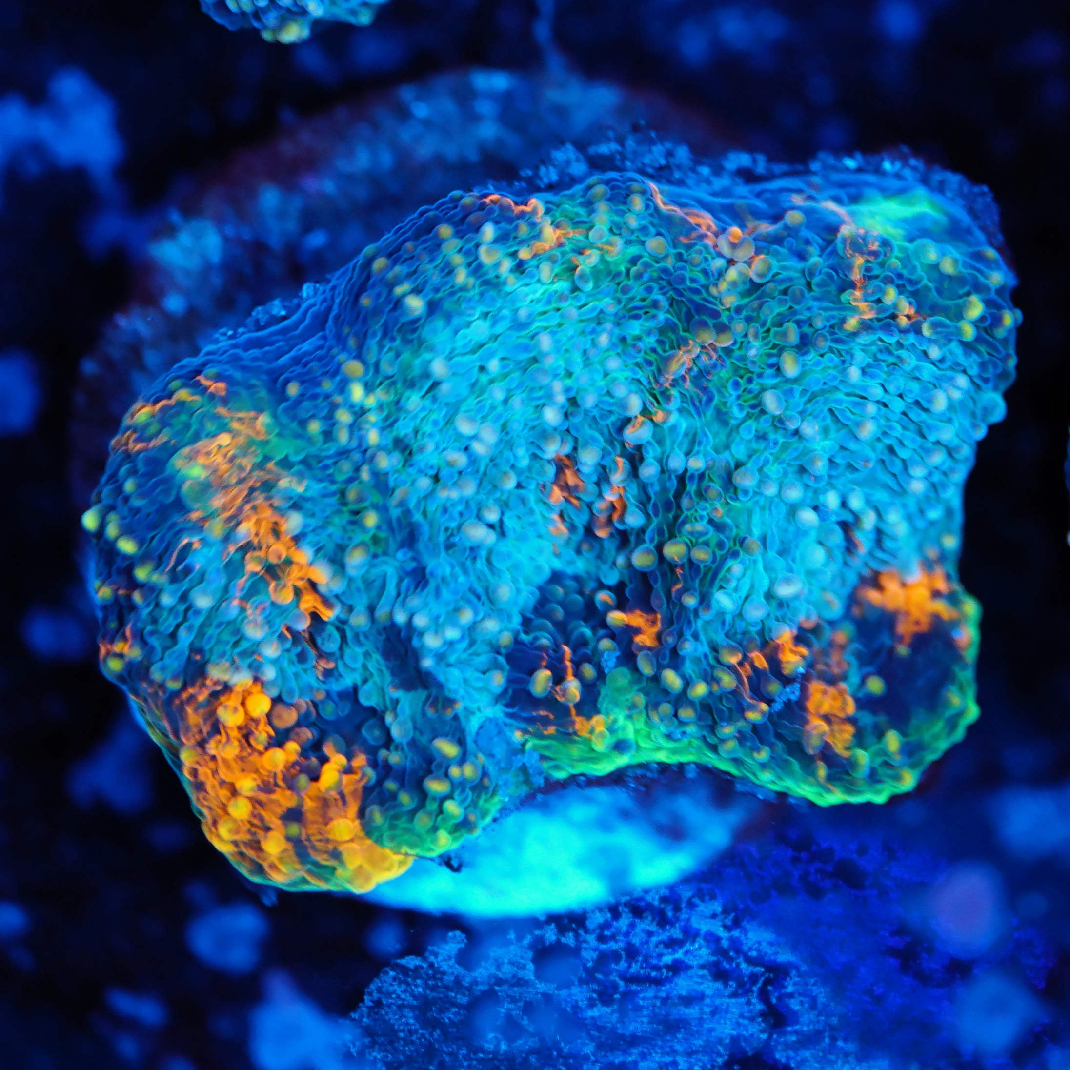 Acanthastrea echinata rainbow