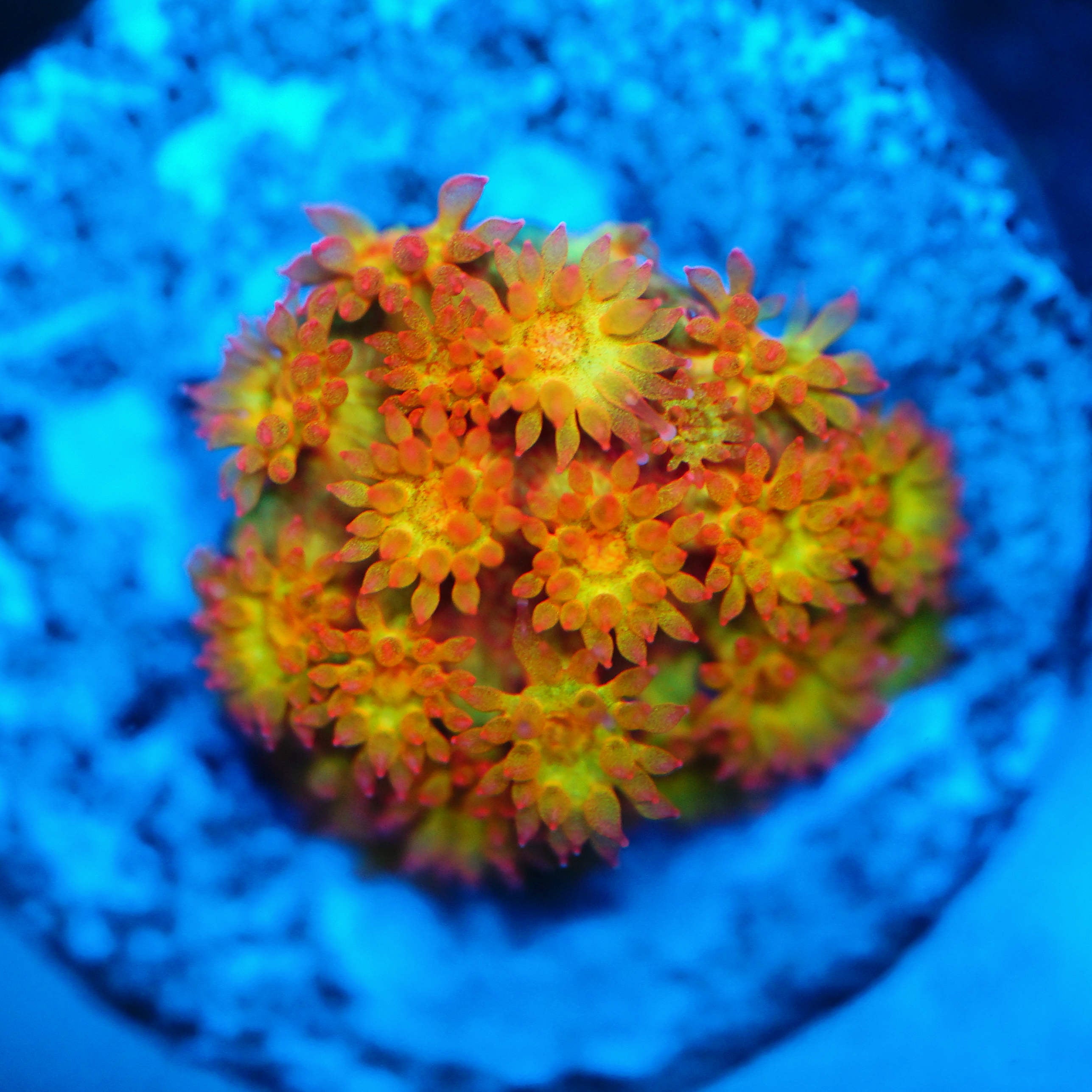 Goniopora / Bernadpora Gold Nugget