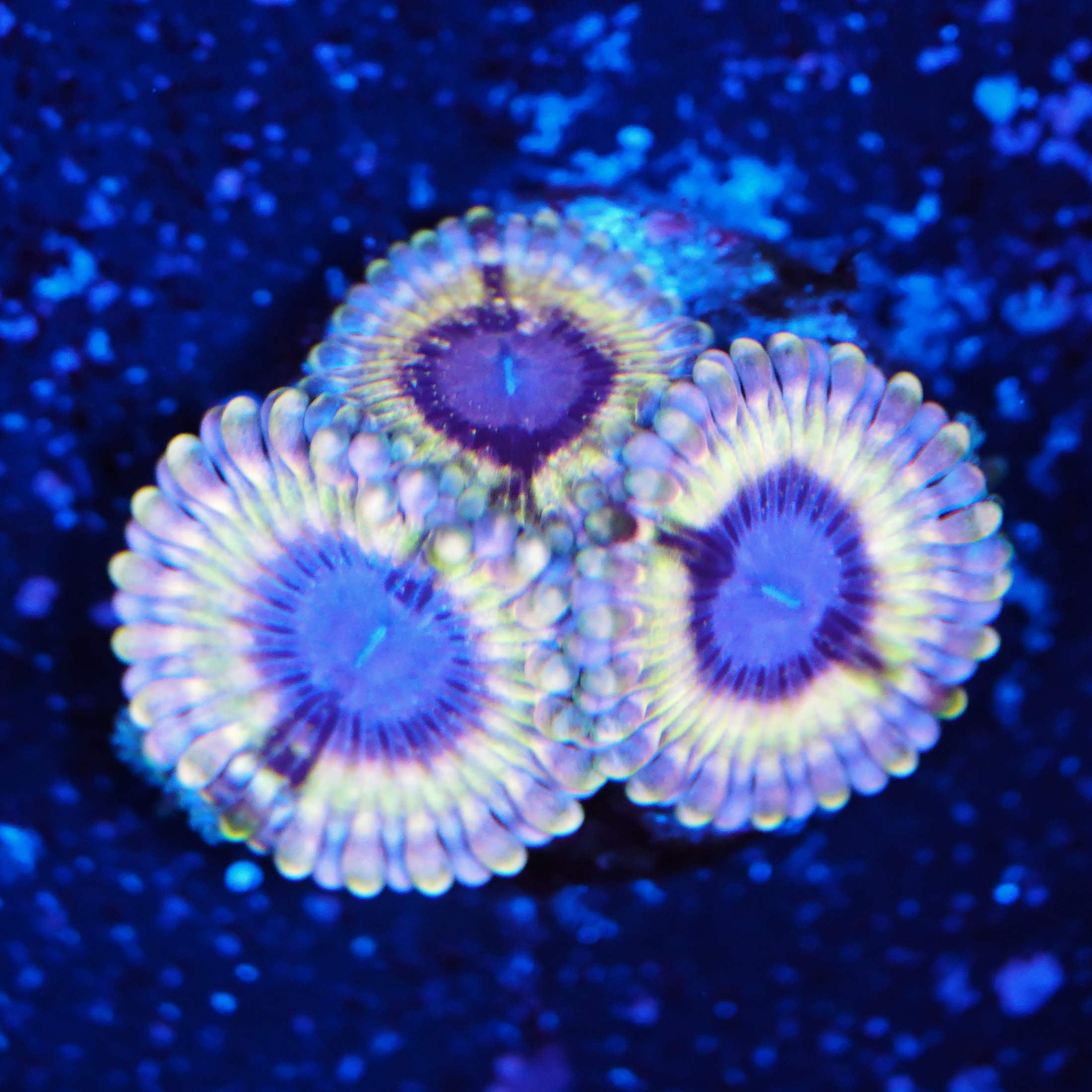 Zoanthus white walker